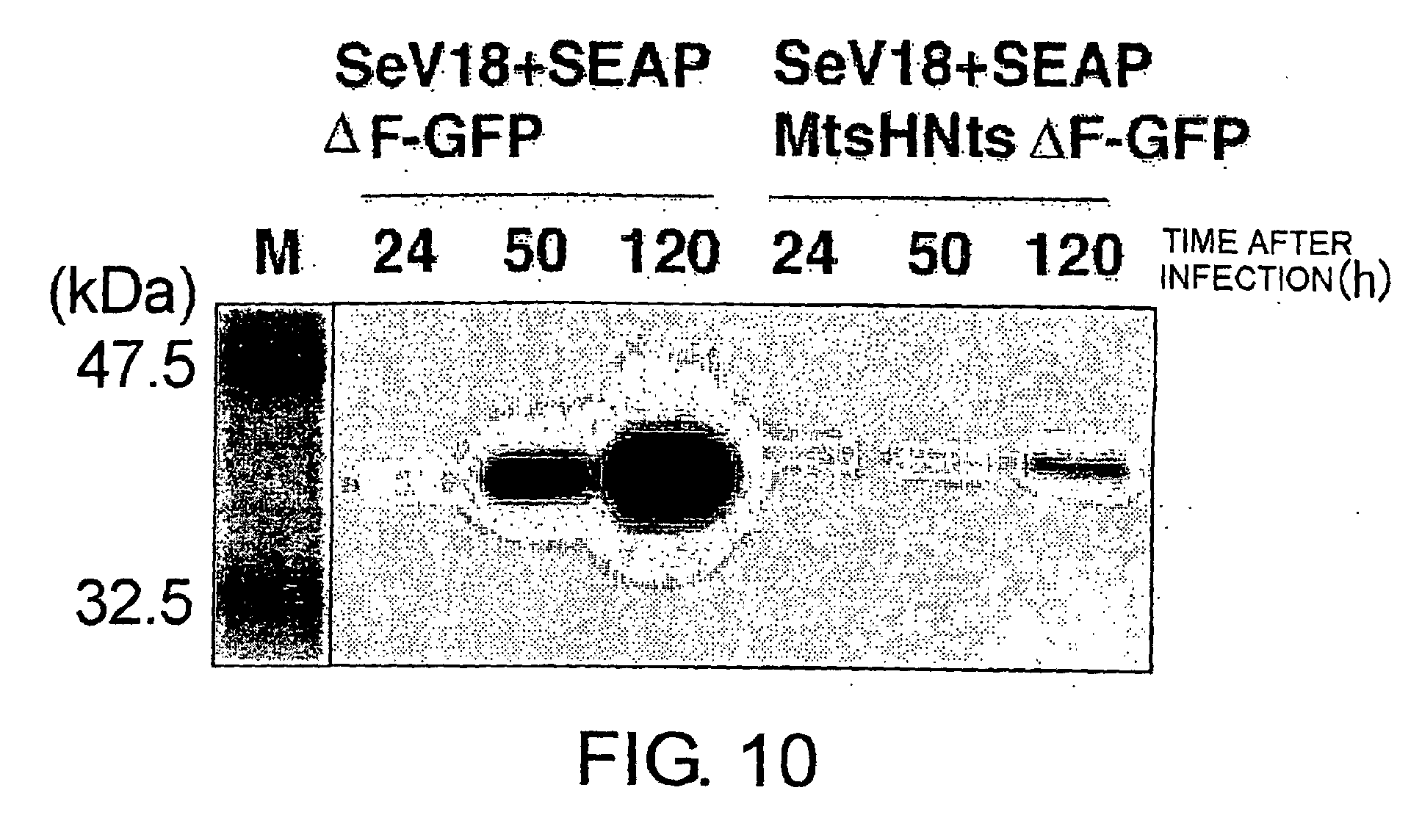 vector with modified protease-dependent tropism