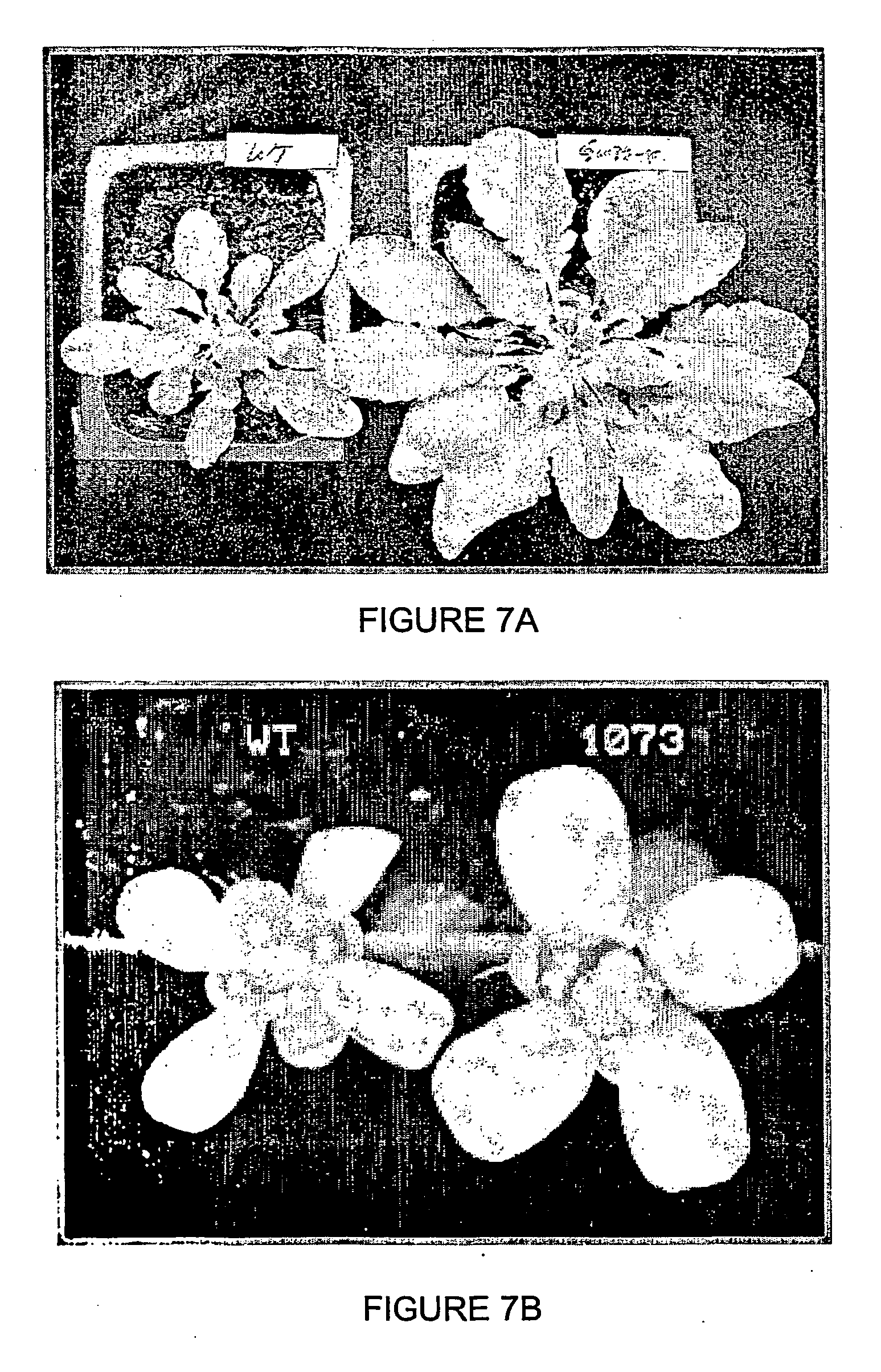 regulation of plant biomass and stress tolerance