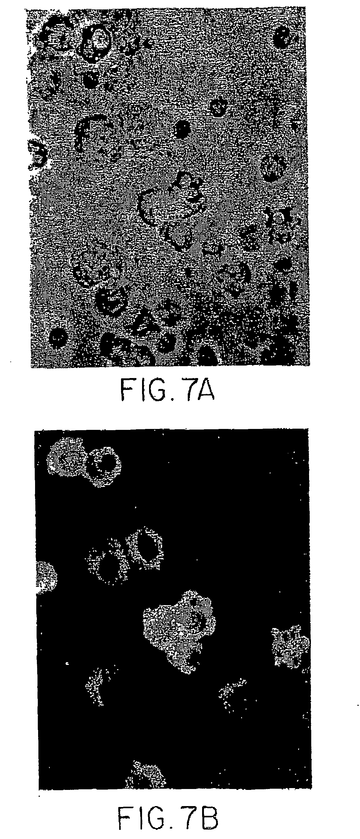 hepatoblasts and method of isolating same