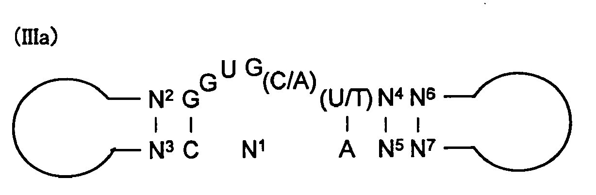 nucleic acid capable of binding to immunoglobulin g and use
