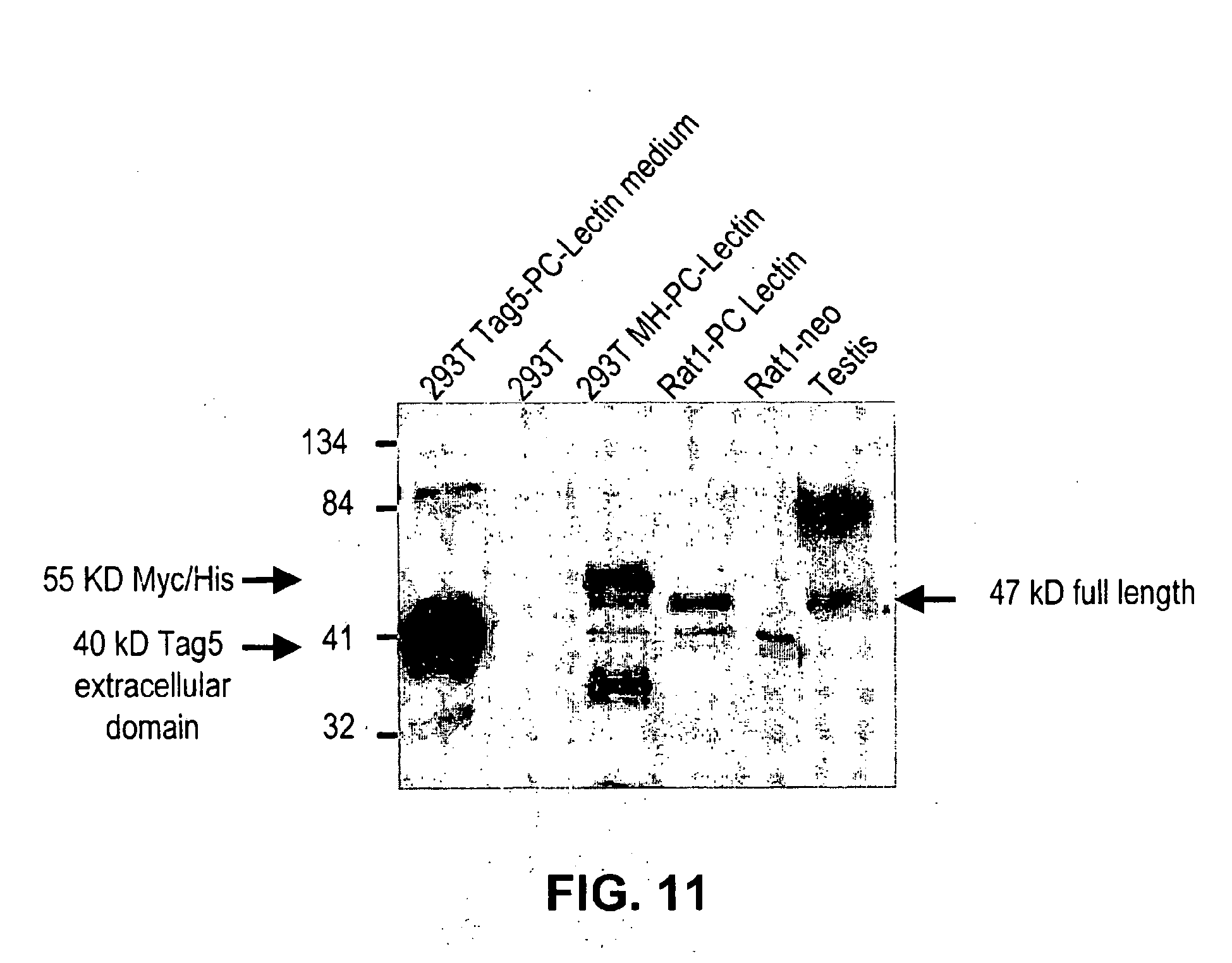 Patent EP1992695B1 - C-type lectin transmembrane antigen expressed in