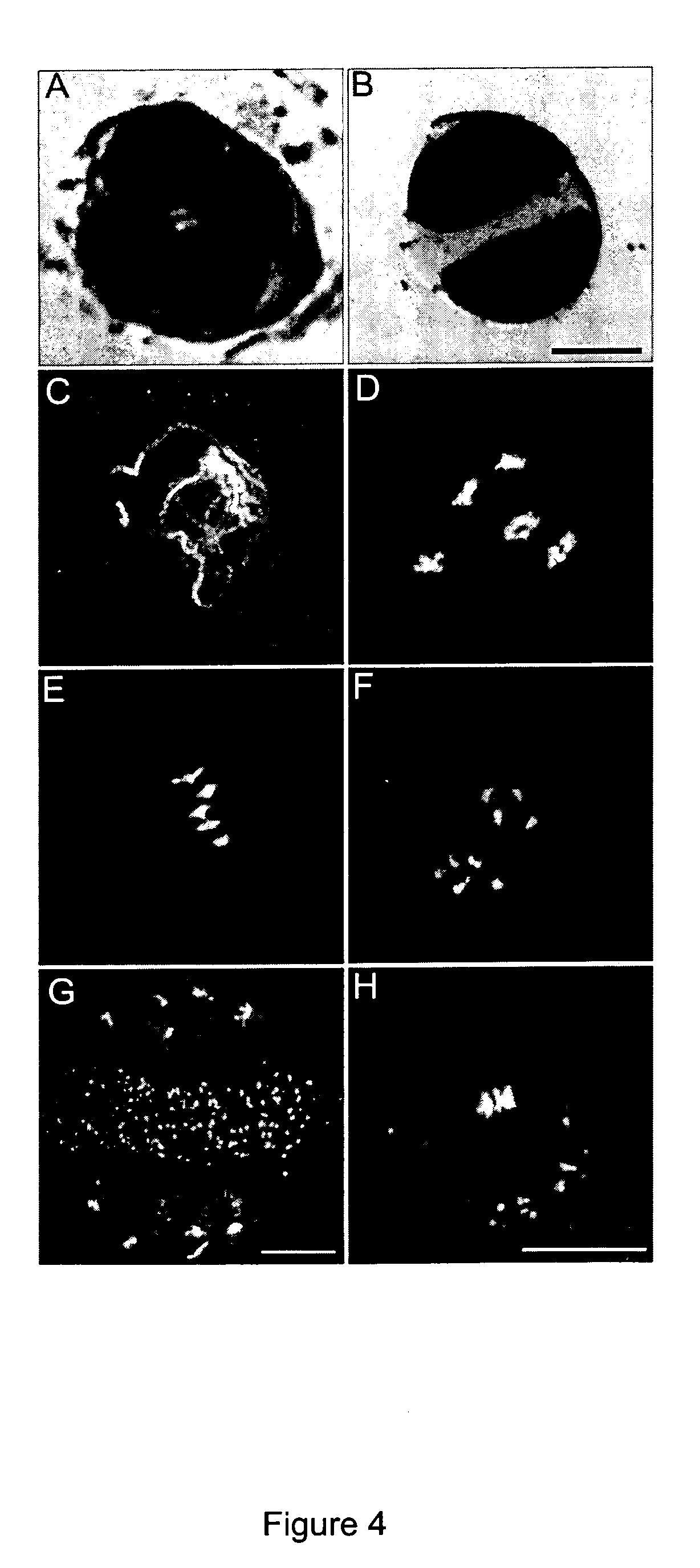 plants producing 2n gametes or apomeiotic gametes
