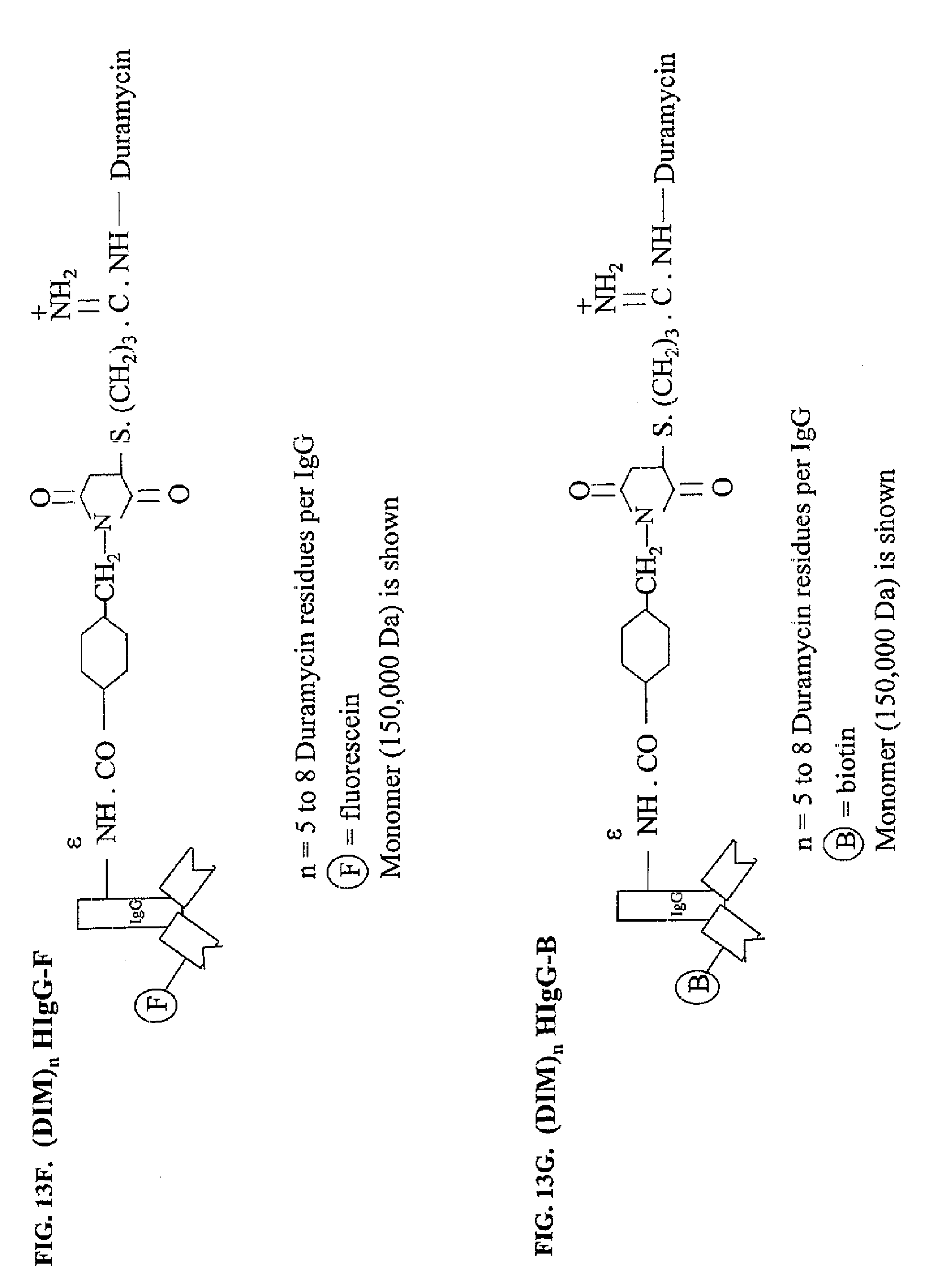 duramycin peptide binding to anionic phospholipids