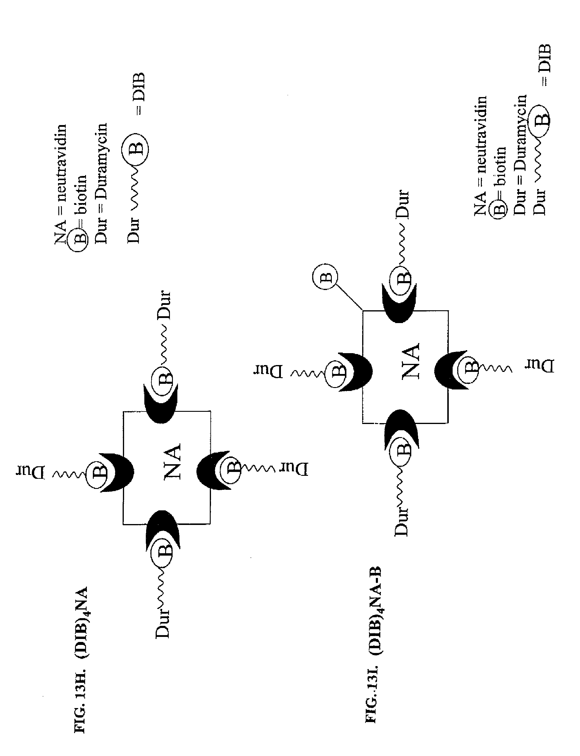 duramycin peptide binding to anionic phospholipids