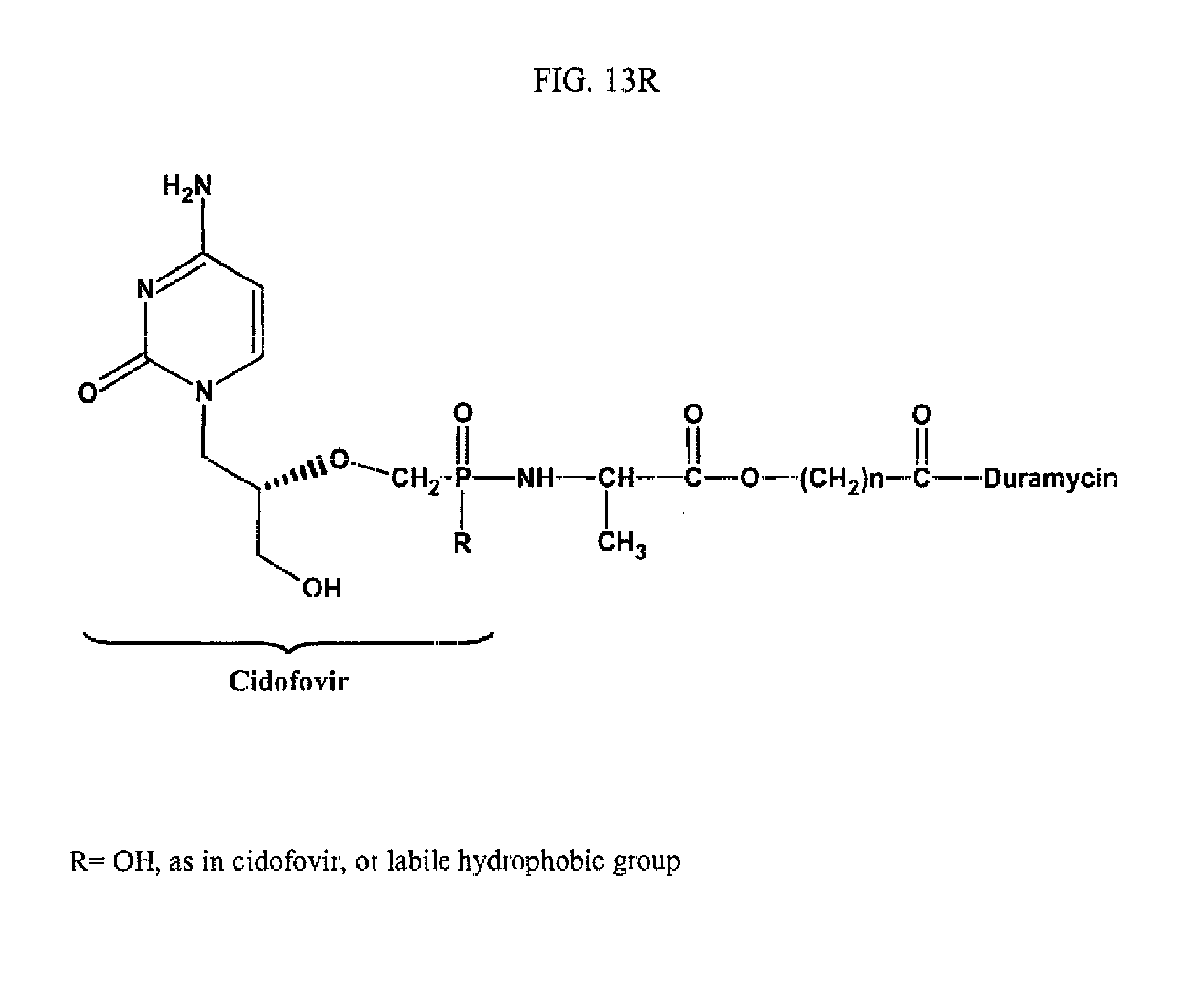 duramycin peptide binding to anionic phospholipids