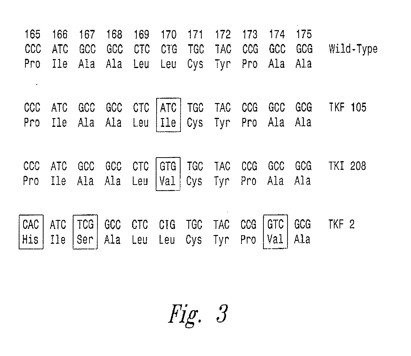 thymidine kinase mutants and fusion proteins having thymidine