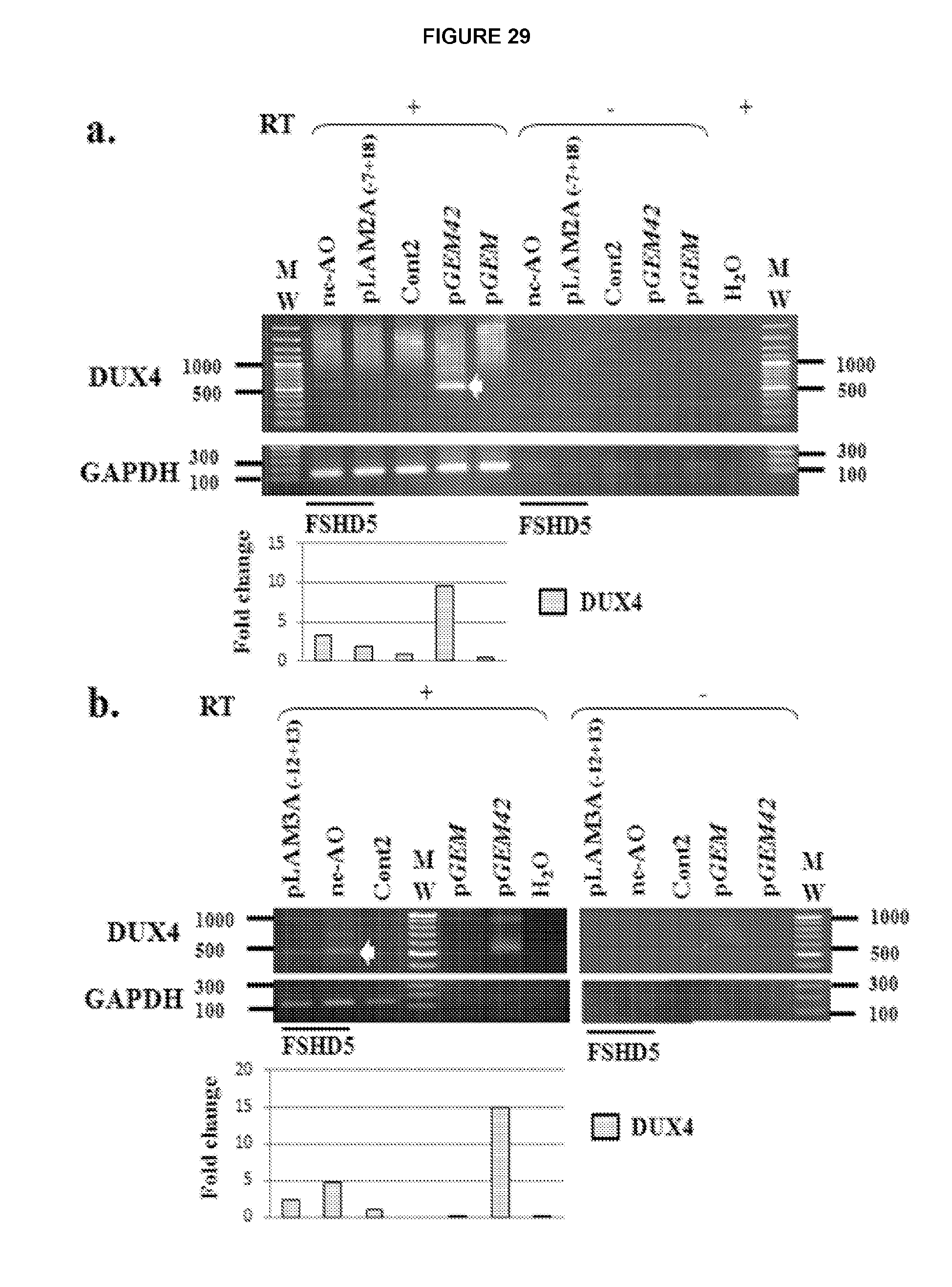 agents useful in treating facioscapulohumeral muscular dystrophy