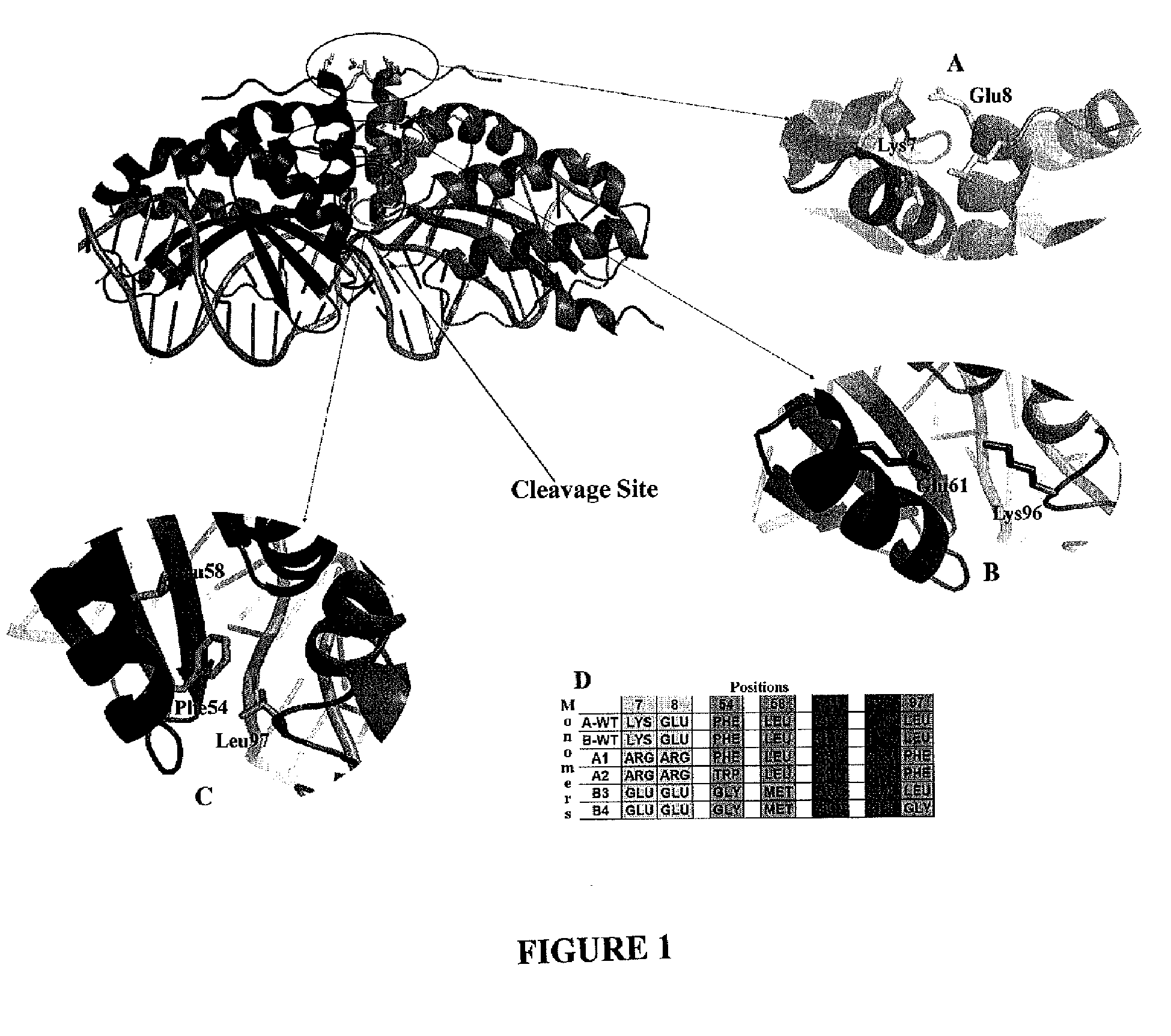 obligate heterodimer meganucleases and uses thereof