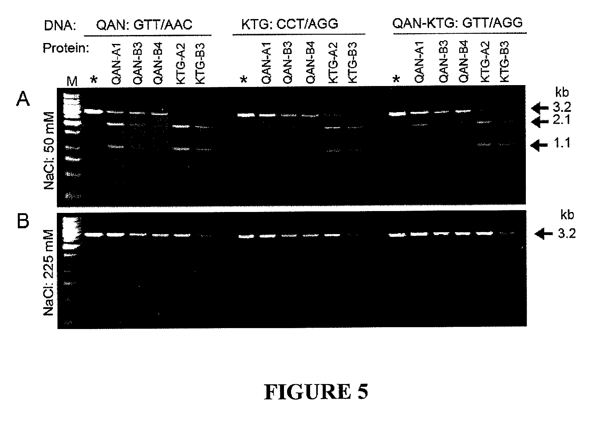 obligate heterodimer meganucleases and uses thereof