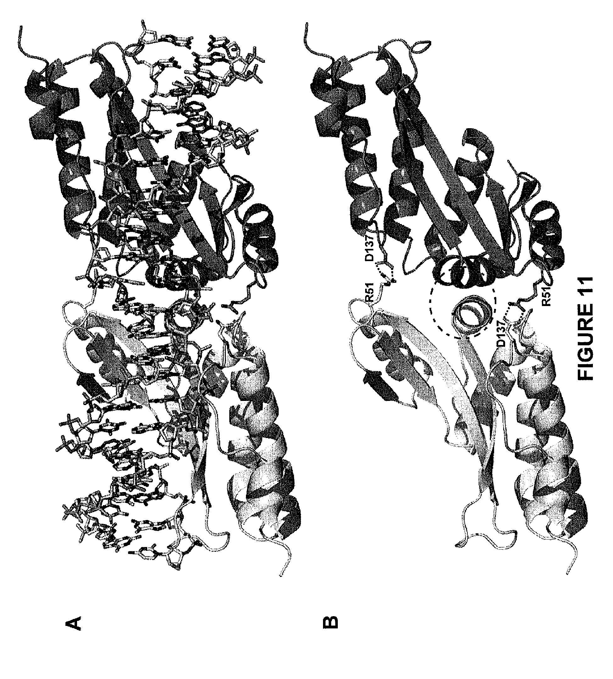 obligate heterodimer meganucleases and uses thereof