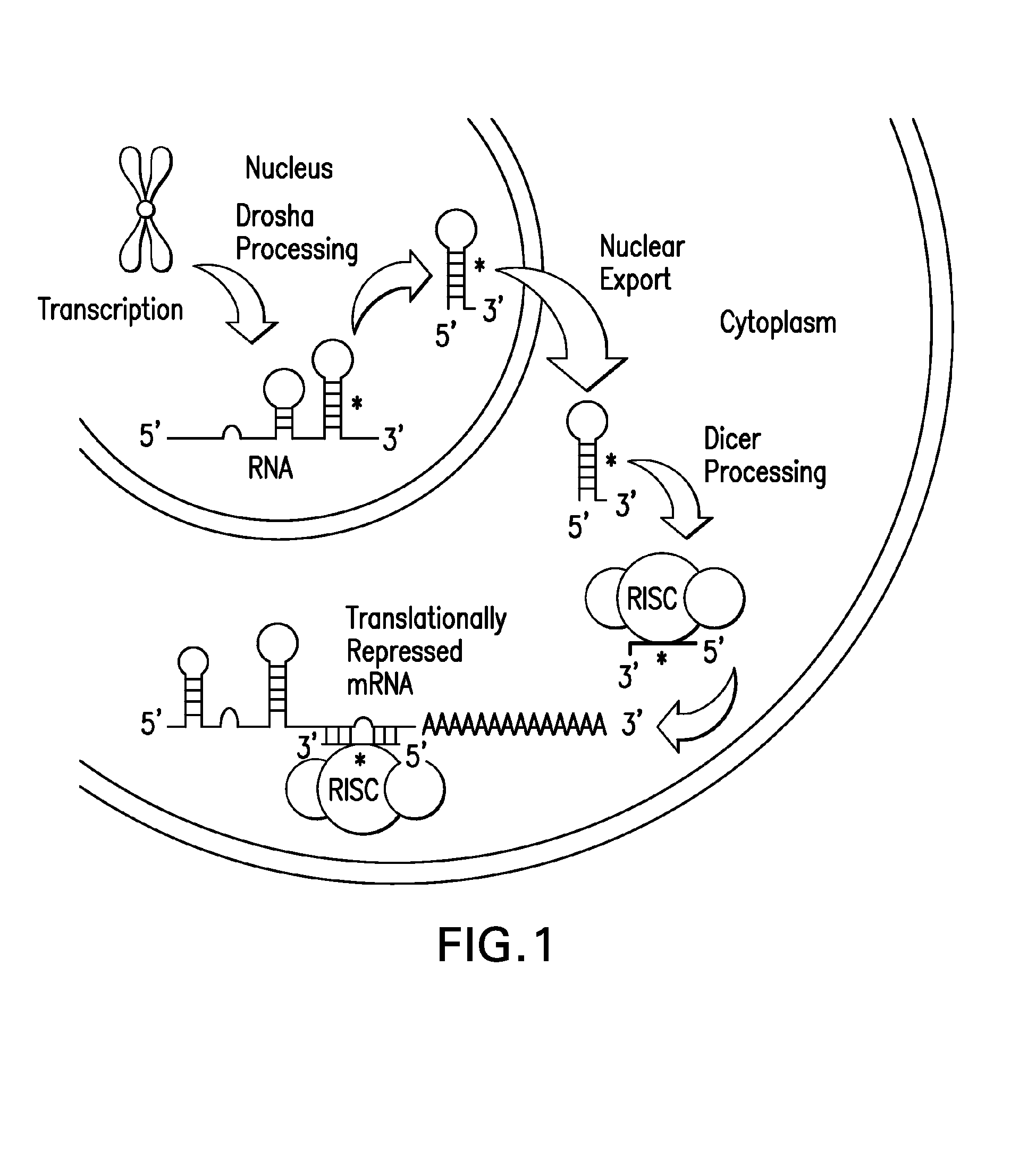 methods and compositions involving microrna