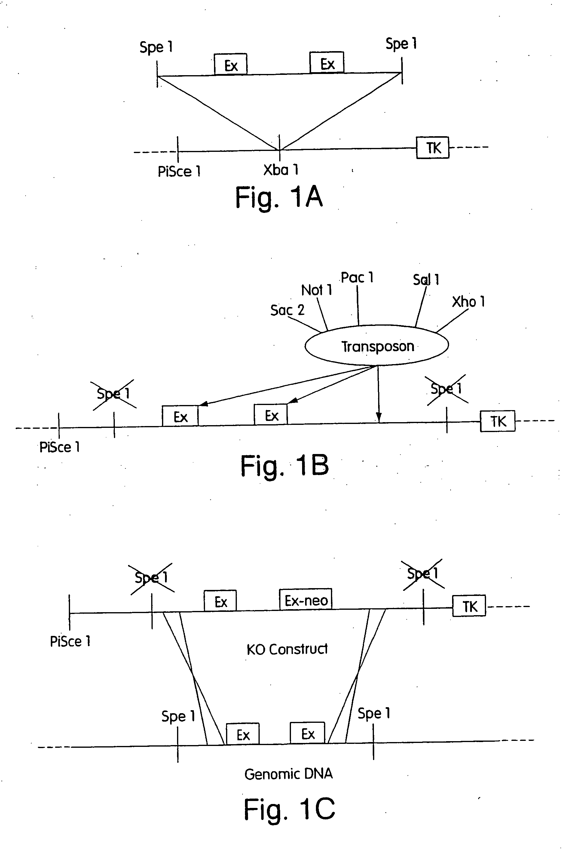 transgenic mammals gene targeting The oncomouse – known as the first transgenic mammal to be subject to a us patent – has played a key role in recent scientific history. transgenic mammals gene targeting The oncomouse – known as the first transgenic mammal to be subject to a us patent – has played a key role in recent scientific history.