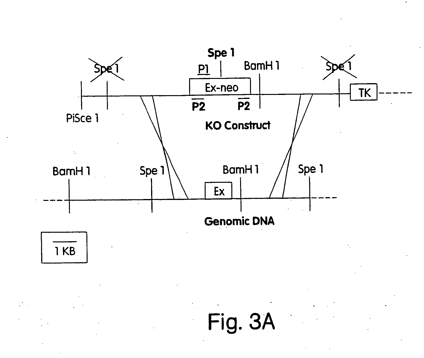 transgenic mammals gene targeting Analysis of gene function gene targeting by homologous recombination in es and its utility in other species is limited due to the one disadvantage of choosing the knock-in approach procedure over the generation of standard transgenic mice is that it requires more time to assemble the. transgenic mammals gene targeting Analysis of gene function gene targeting by homologous recombination in es and its utility in other species is limited due to the one disadvantage of choosing the knock-in approach procedure over the generation of standard transgenic mice is that it requires more time to assemble the.