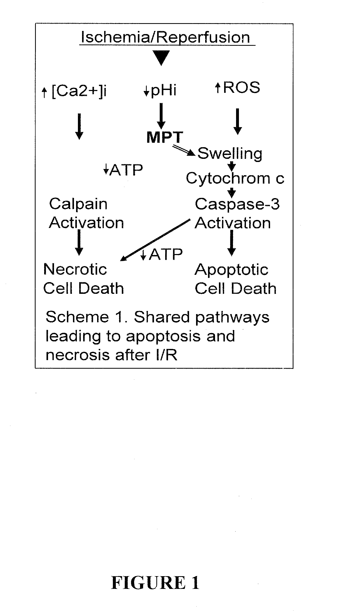 External Signs Of Liver Cancer External Signs Of Liver Cancer