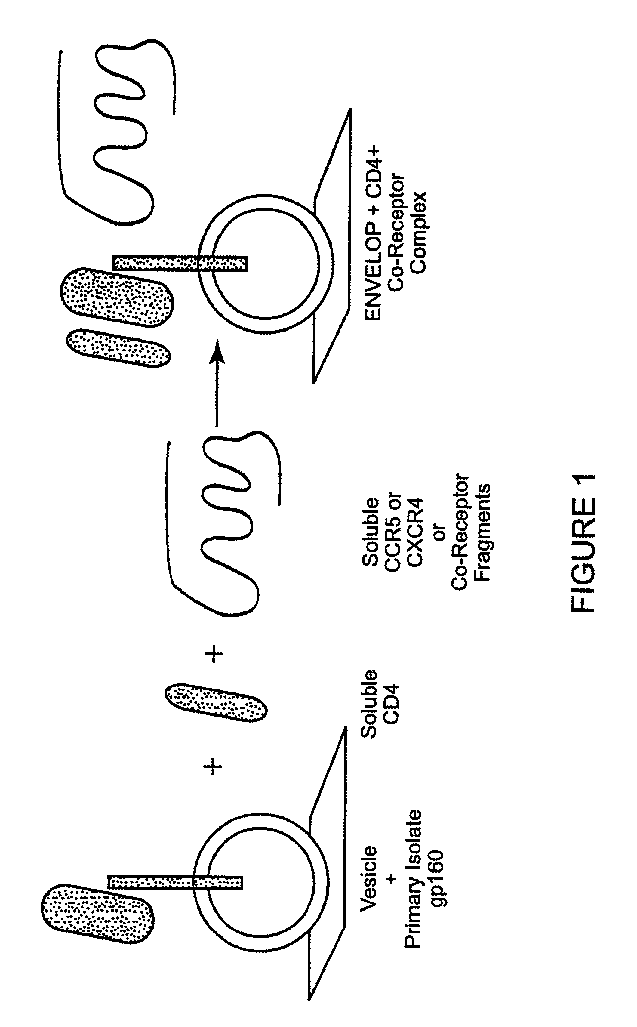 immunogen comprising an hiv envelope protein, a ligand and h2
