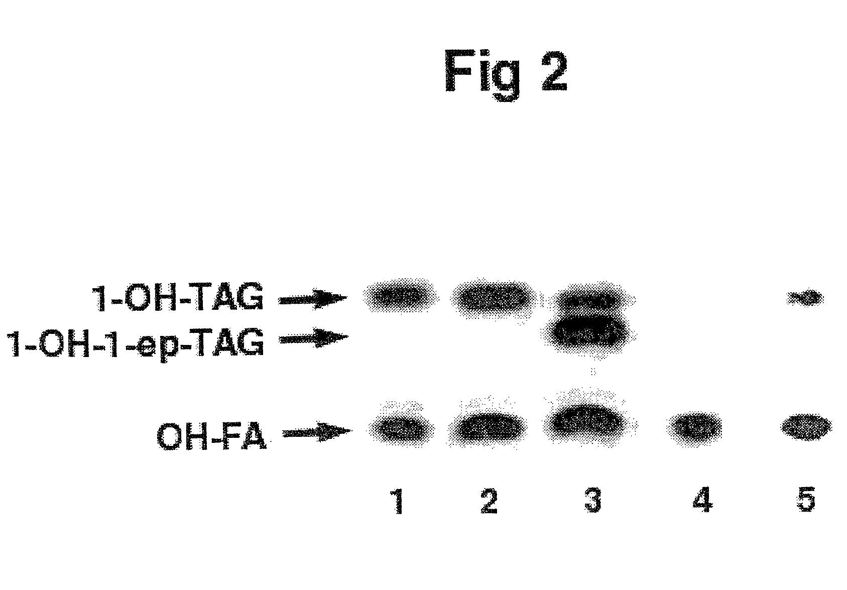 process for the production of triacylglycerols