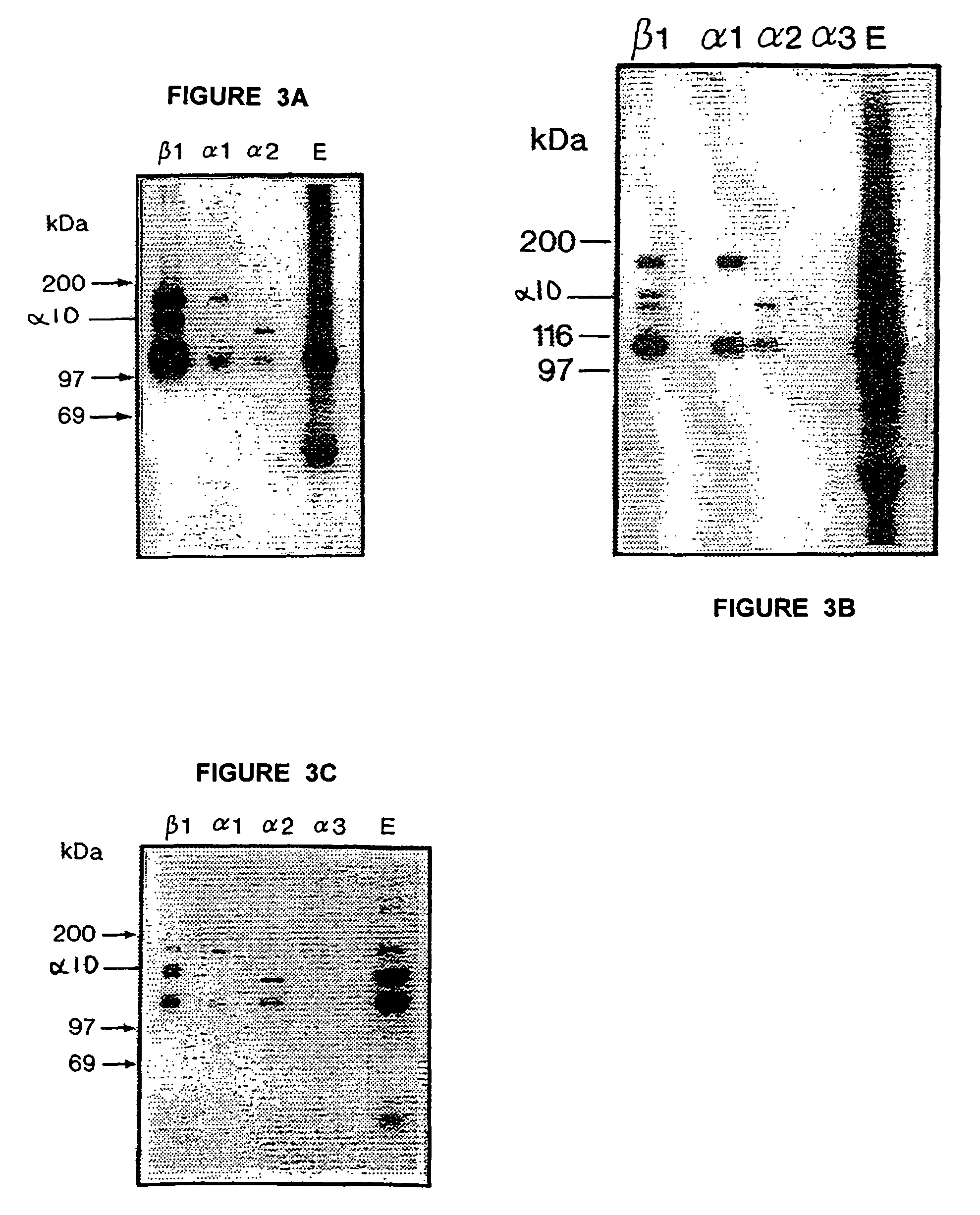 antibody to an integrin heterodimer and/or a subunit thereof