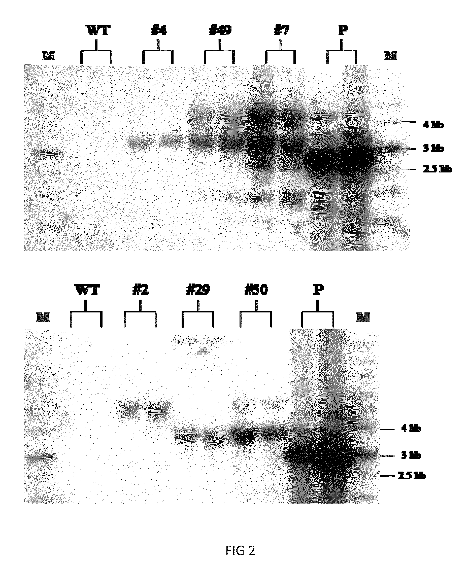 f1b-tmir plasmid vector and transgenic mouse