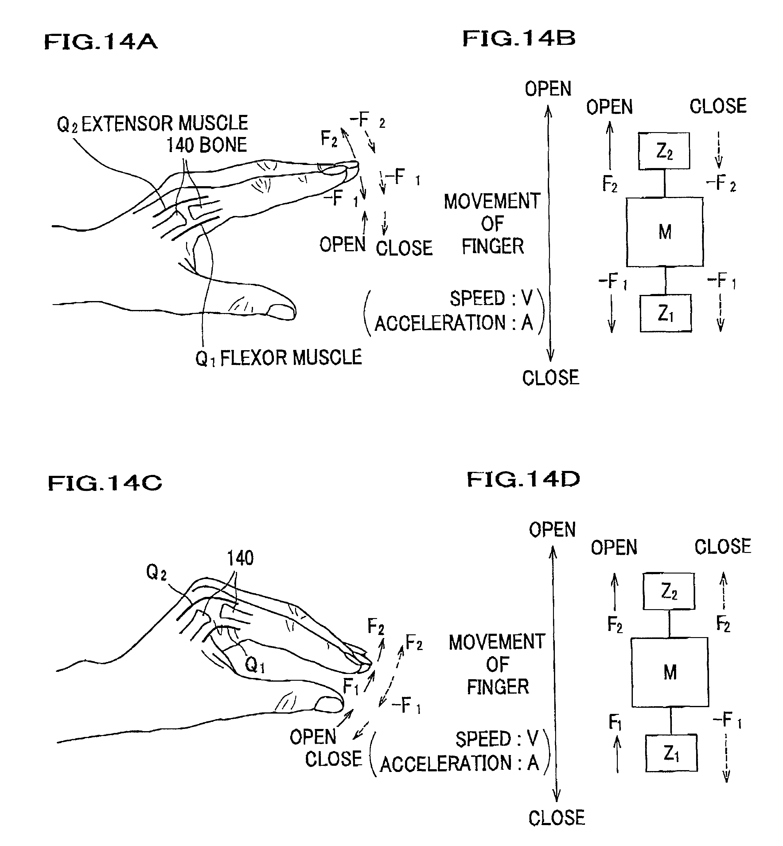 living body inspection system, living body inspection apparatus