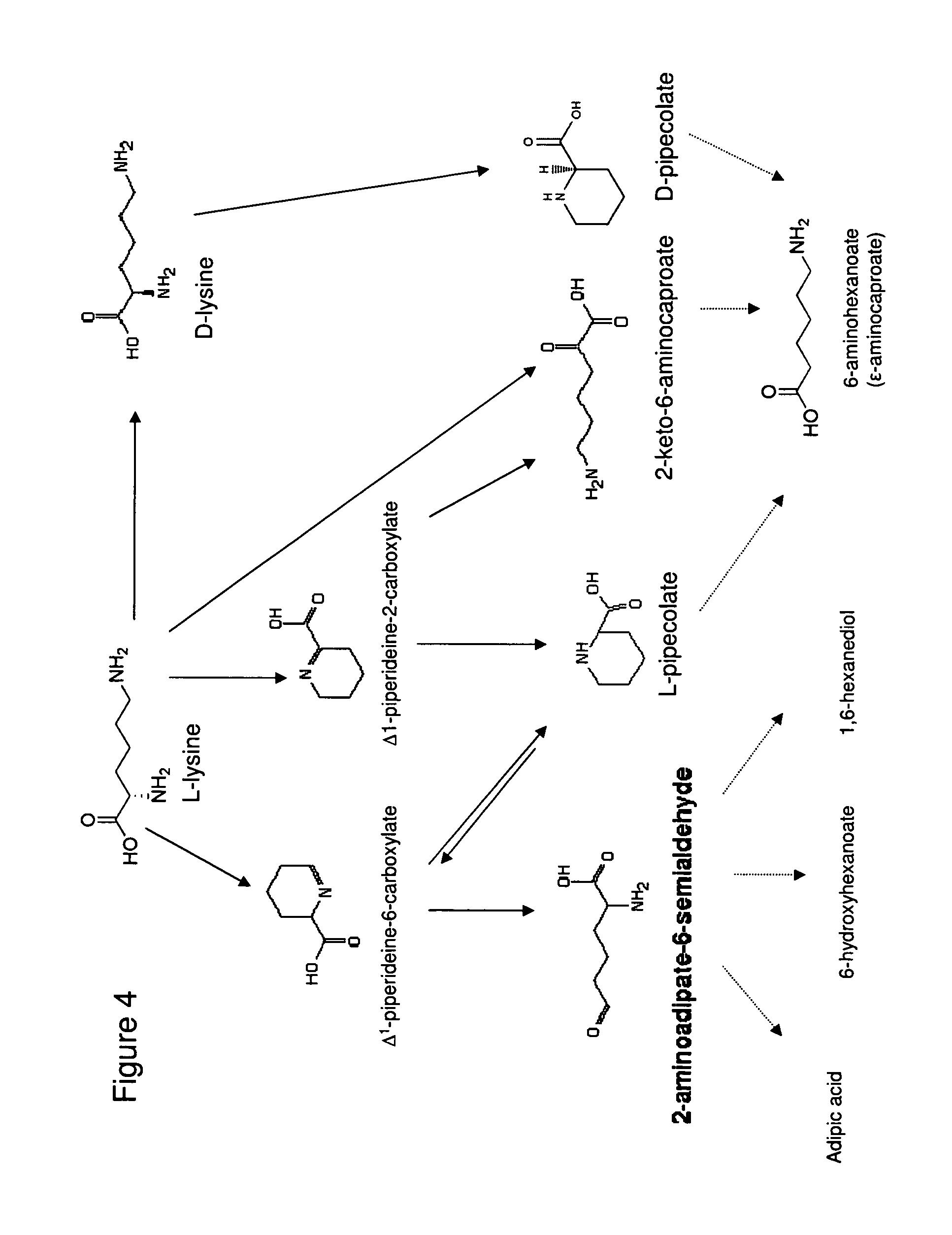 synthesis of caproic acid Hexanoic anhydride hexanoic acid, 1,1'-anhydride poly(l-lactide) as macroinitiator for the synthesis of poly(l-lactide)-b-poly(l-lysine) block copolymer. synthesis of caproic acid Hexanoic anhydride hexanoic acid, 1,1'-anhydride poly(l-lactide) as macroinitiator for the synthesis of poly(l-lactide)-b-poly(l-lysine) block copolymer.