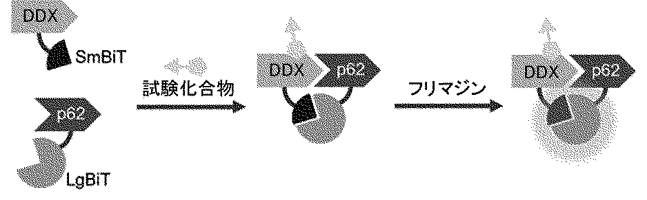 Figure JPOXMLDOC01-appb-C000007