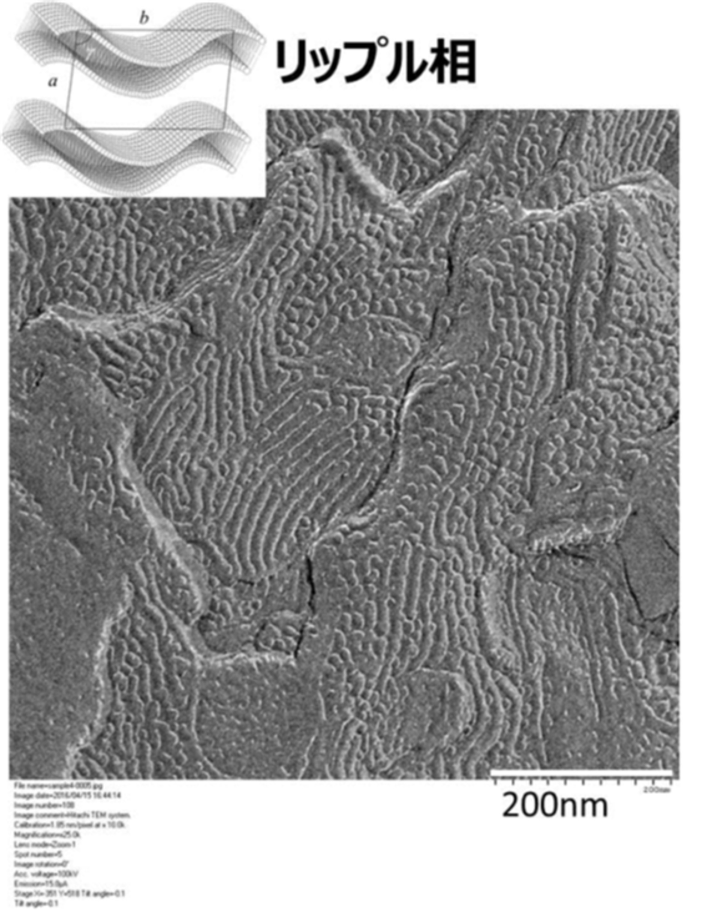 WO2017131217A1 - リップル相含有組成物、αゲル形成用組成物、およびそれを用いた皮膚外用組成物およびαゲル組成物 - Google  Patents