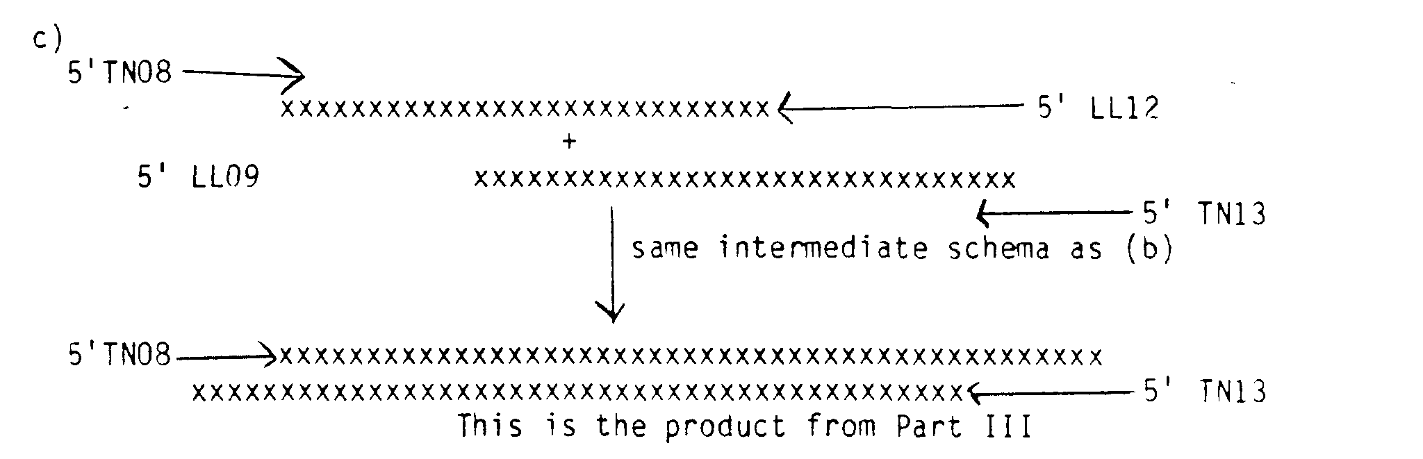 Ep0502589b1 Kit For Use In Amplifying And Detecting Nucleic Acid Sequences Google Patents