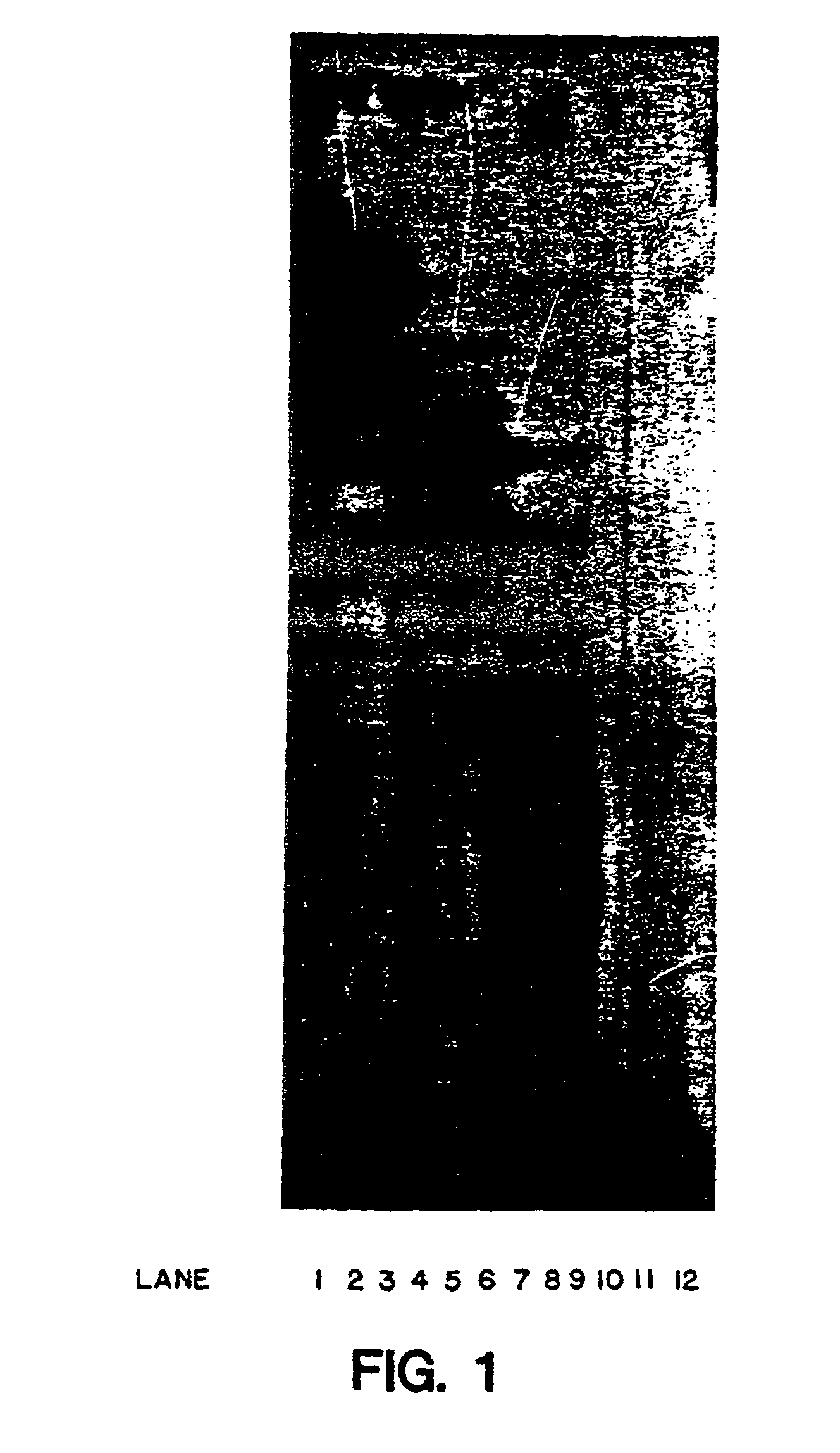 Epb1 Labeled Oligonucleotides Google Patents