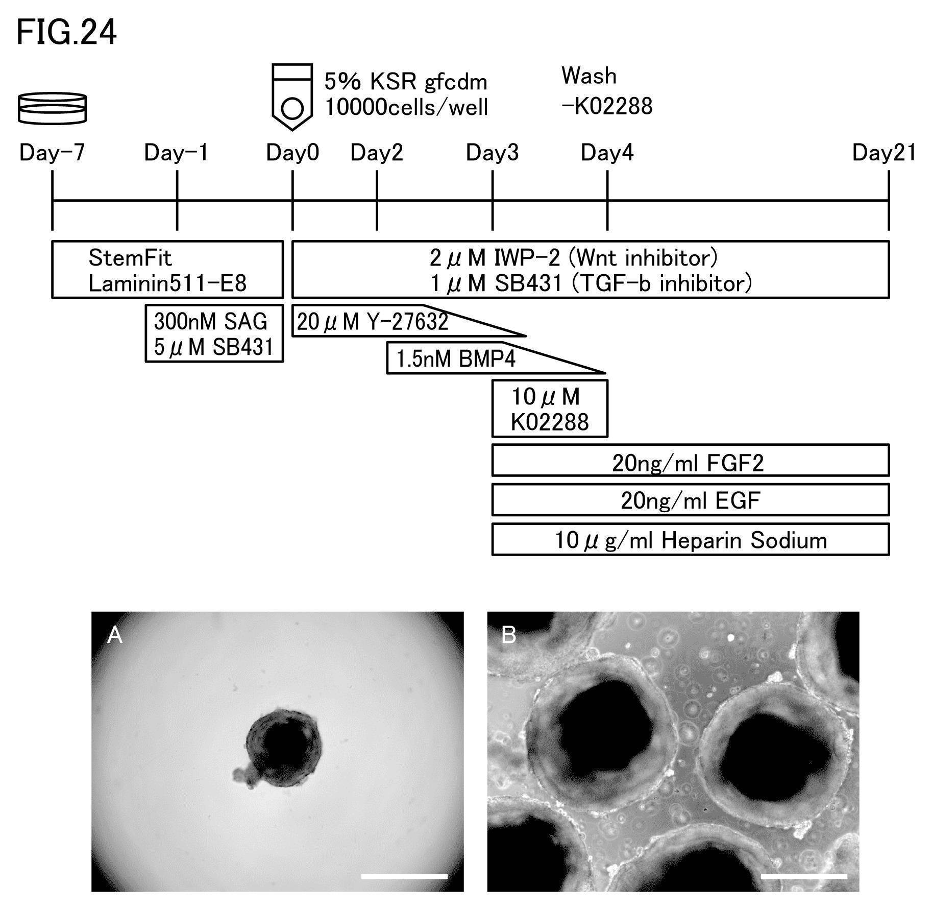 WO2020039732A1 - 嗅神経細胞又はその前駆細胞を含む細胞塊、及びその製造方法 - Google Patents