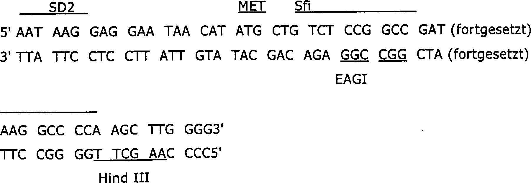 De69034091t2 Production Of Hemoglobin And Analogues Thereof In