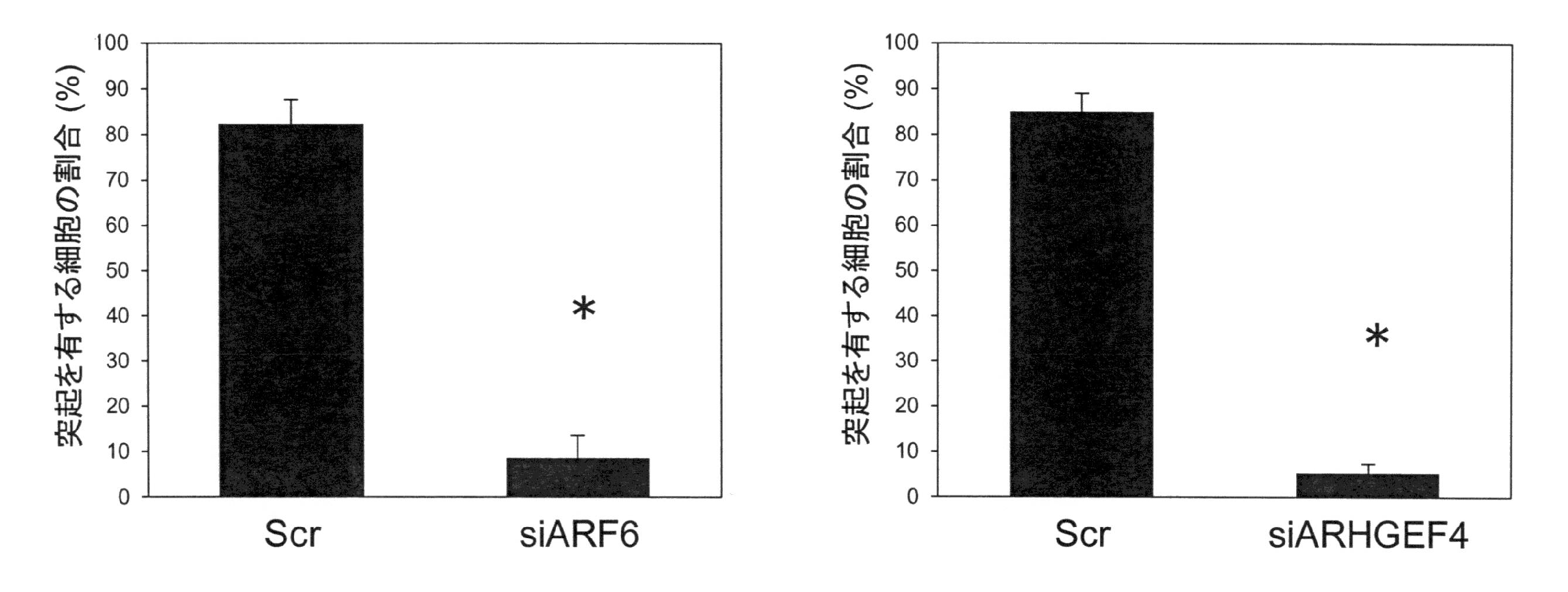 Wo2016002844a1 膵がん細胞浸潤転移阻害剤 Google Patents