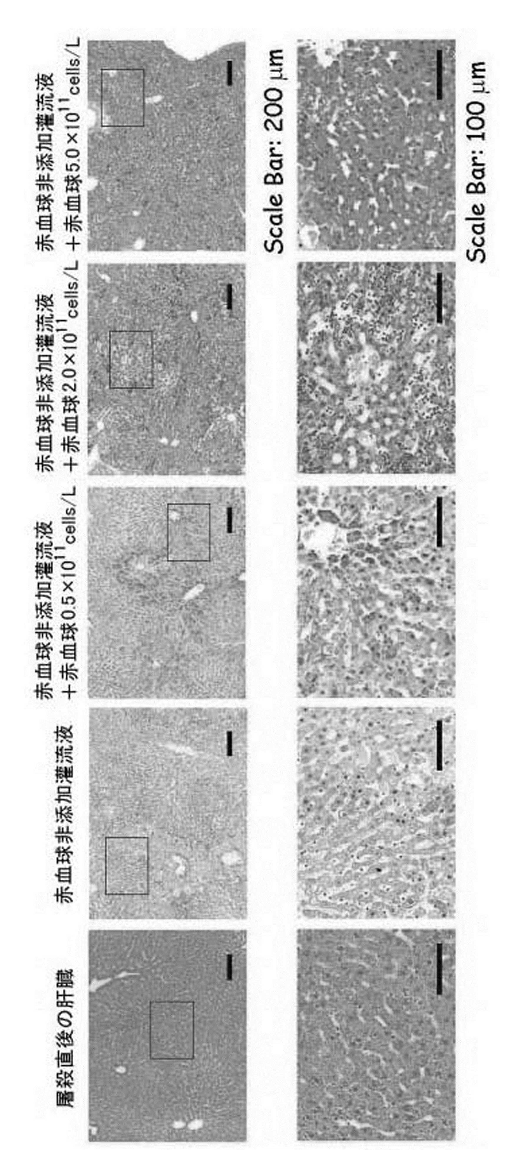 Wo2014038473a1 移植のための臓器又は組織の長期維持方法 Google Patents