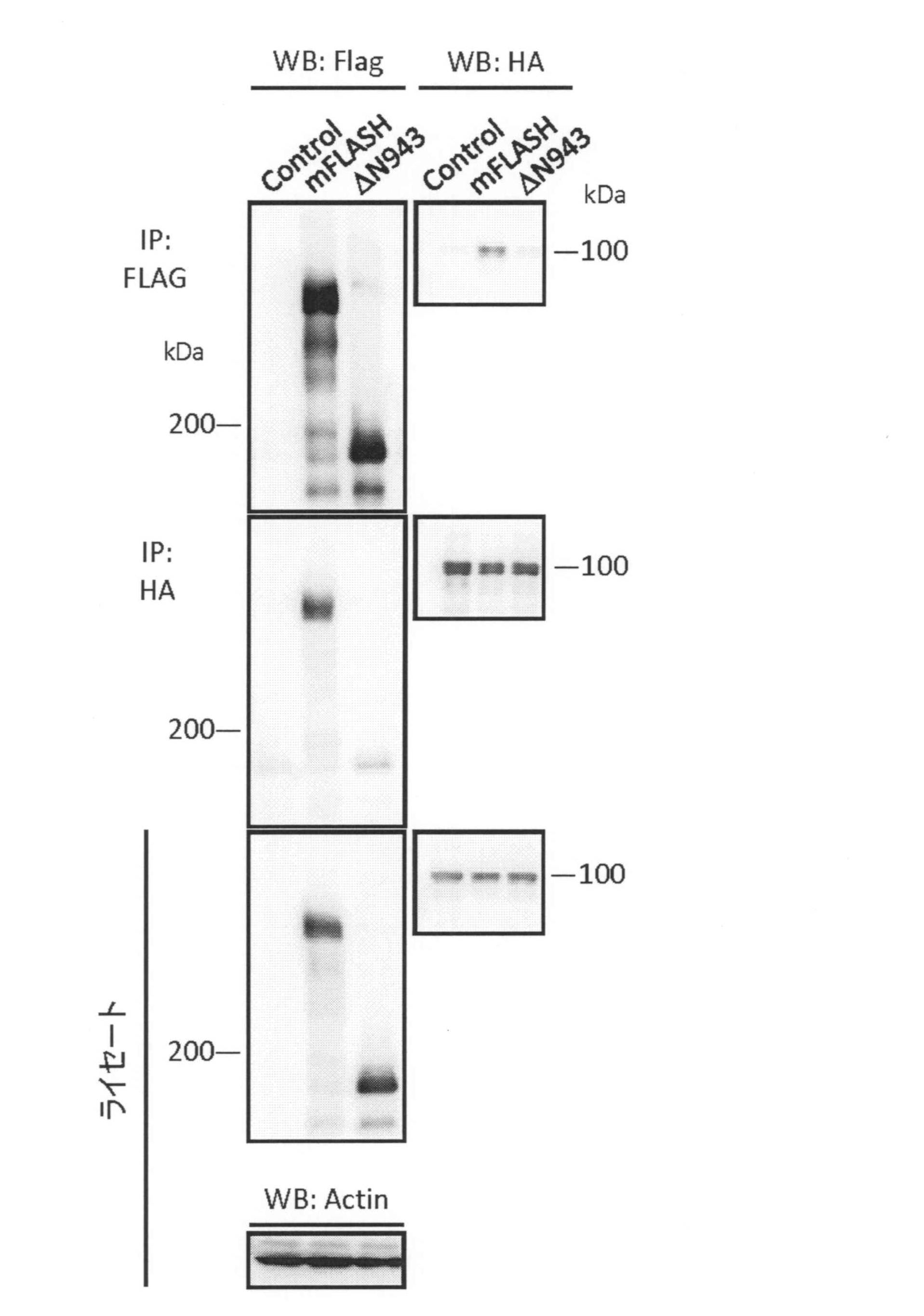 Wo2010101248a1 細胞増殖抑制剤及びそのスクリーニング方法 Google Patents