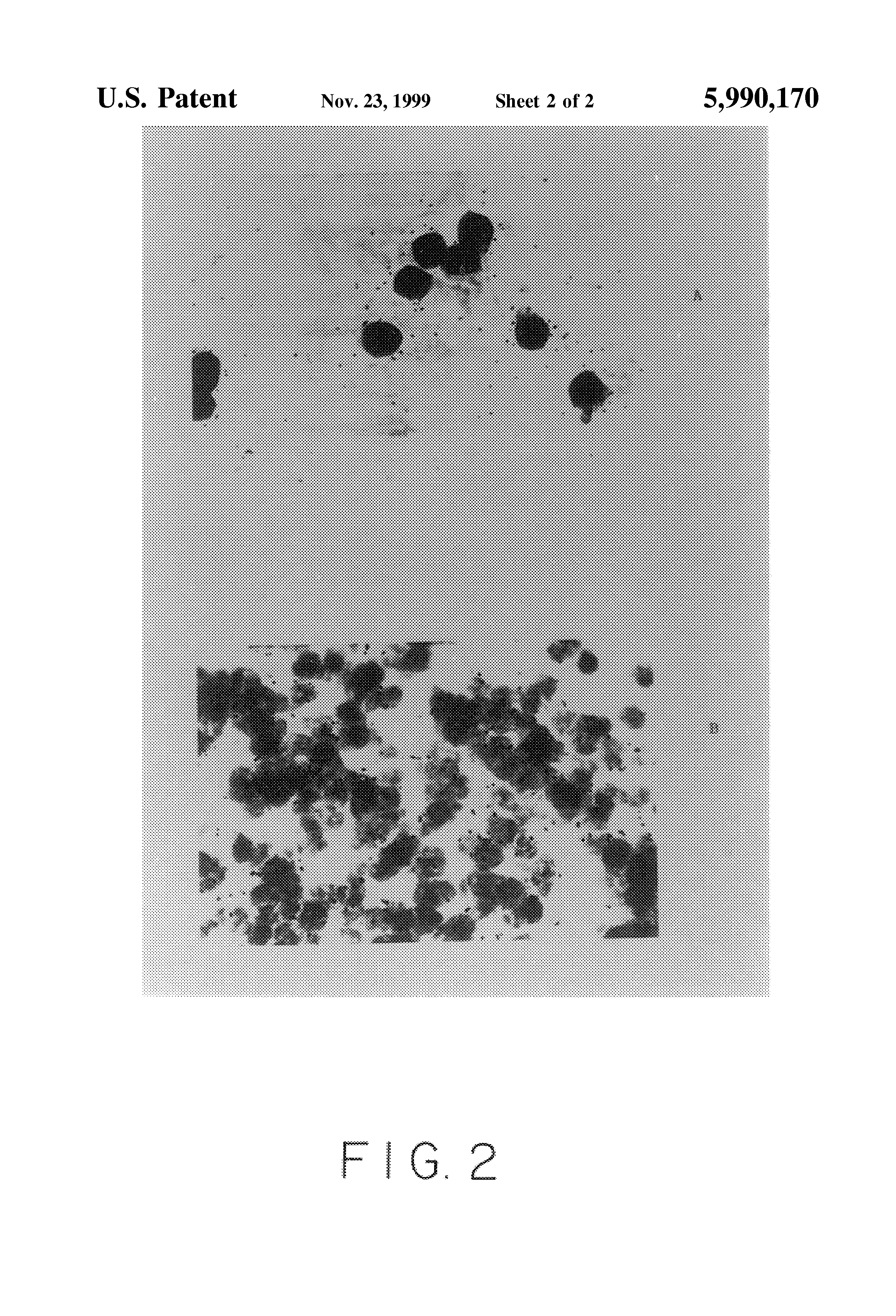 acid ... use of bicarboxylic and Therapeutic - US5990170A mono
