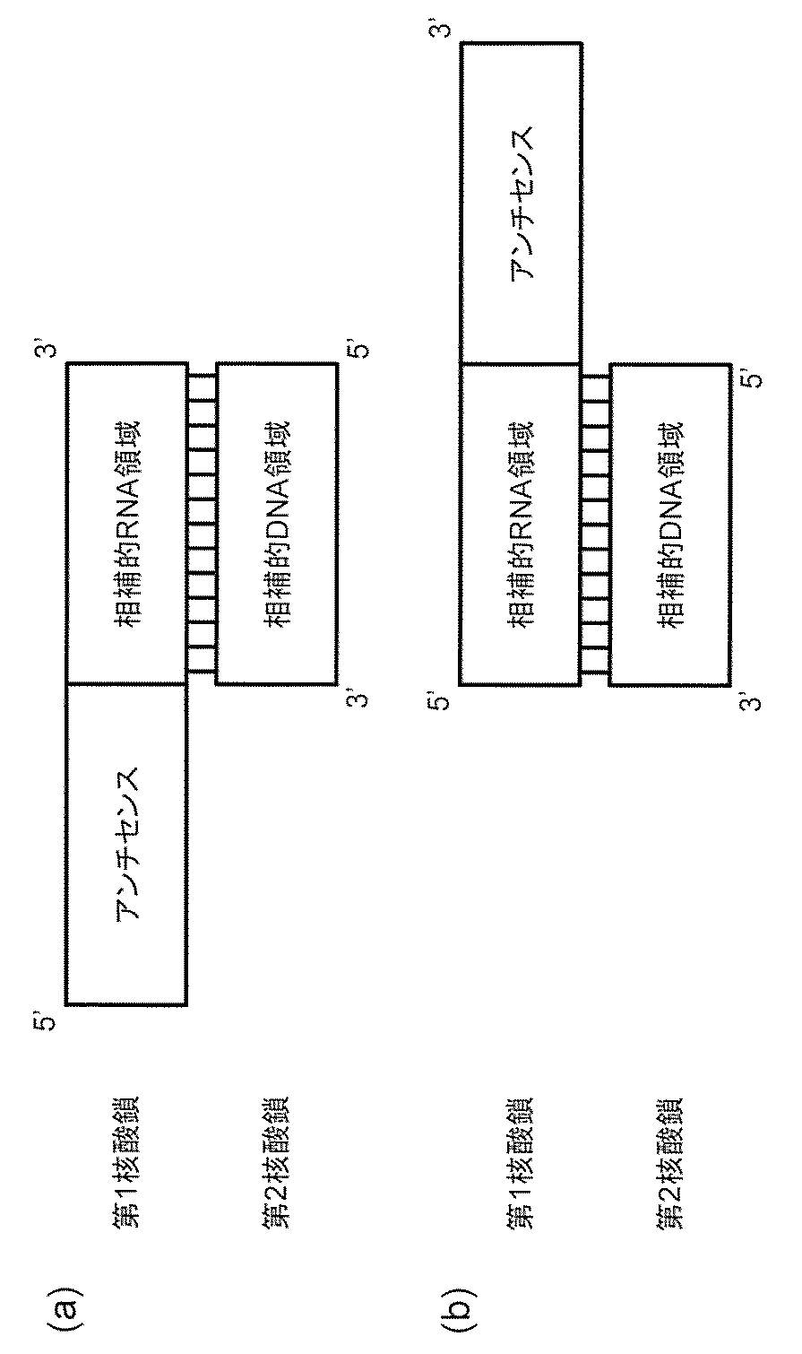 Wo2019181946a1 毒性が軽減した核酸 Google Patents
