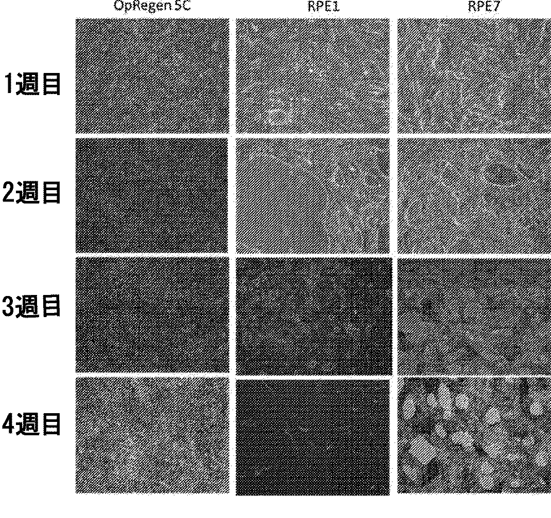 Jpa 網膜色素上皮細胞集団の評価法 Google Patents