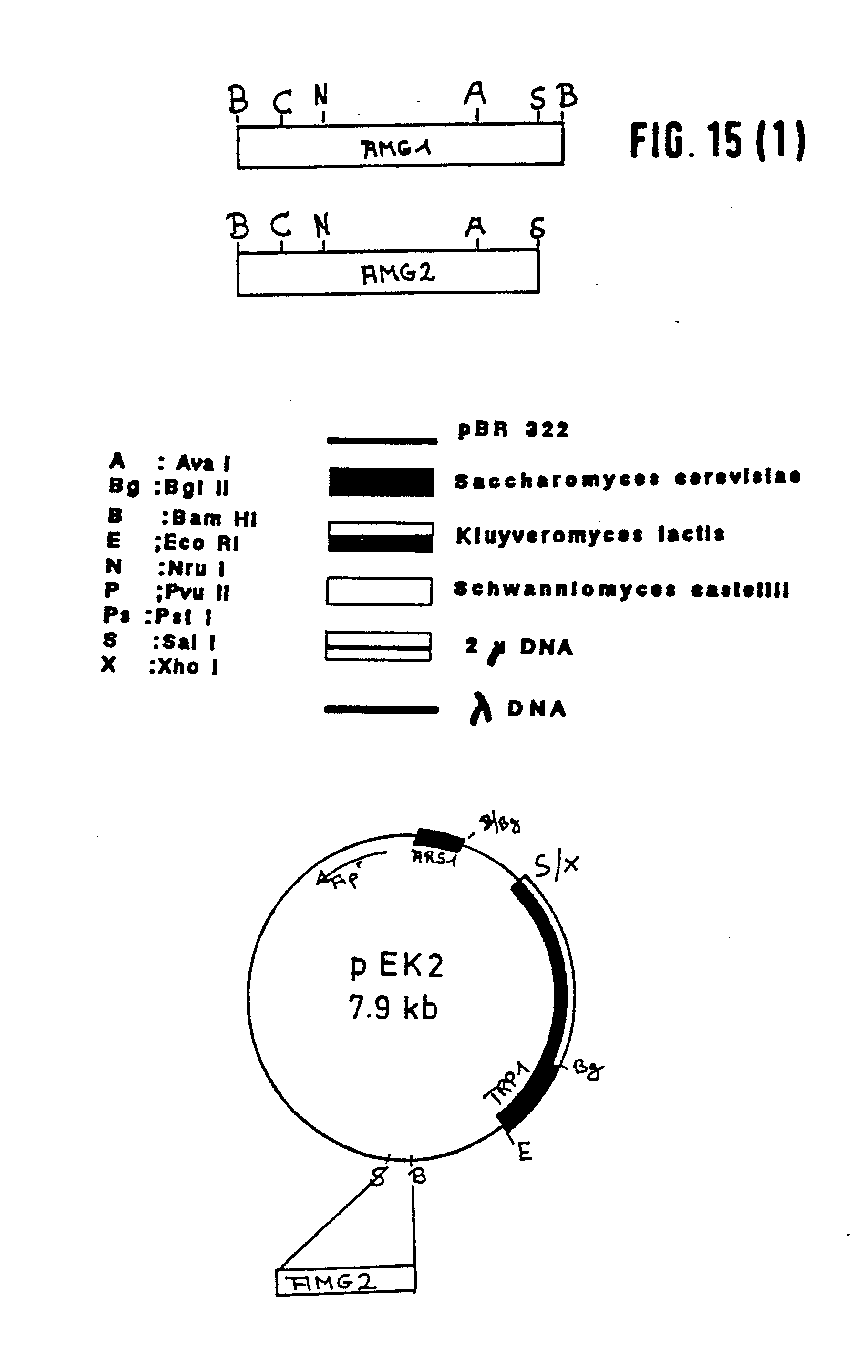 Ep0260404a2 Amylolytic Enzymes Producing Microorganisms Constructed By Recombinant Dna Technology And Their Use For Fermentation Processes Google Patents