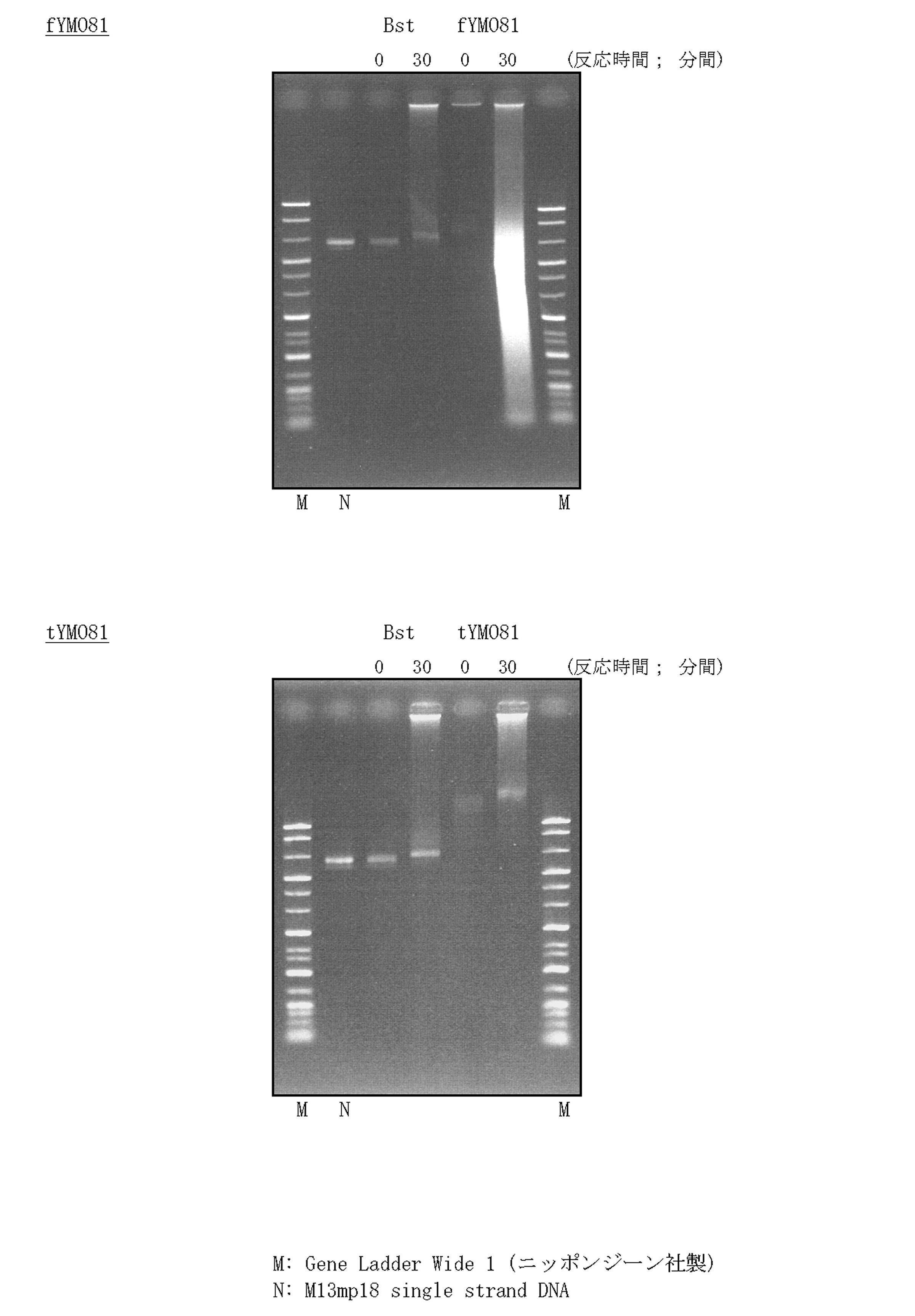 wo2011055737a1 耐熱性鎖置換型dnaポリメラーゼ及び該dnaポリメラーゼの生産方法 google patents