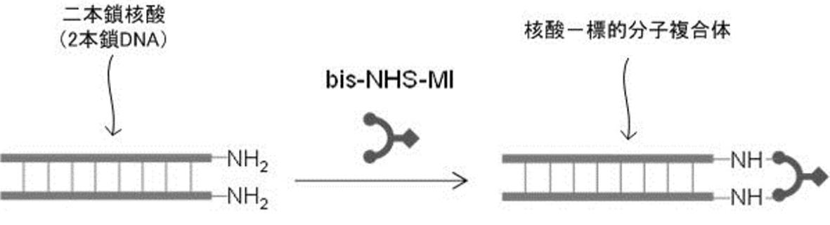 Wo2016204107a1 核酸架橋体 二本鎖核酸に標的分子を結合させるための化合物及び二本鎖核酸に標的分子を結合させるための方法 Google Patents