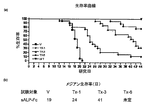 Jp5986986b2 基質石灰化障害を治療する方法 組成物 およびキット Google Patents