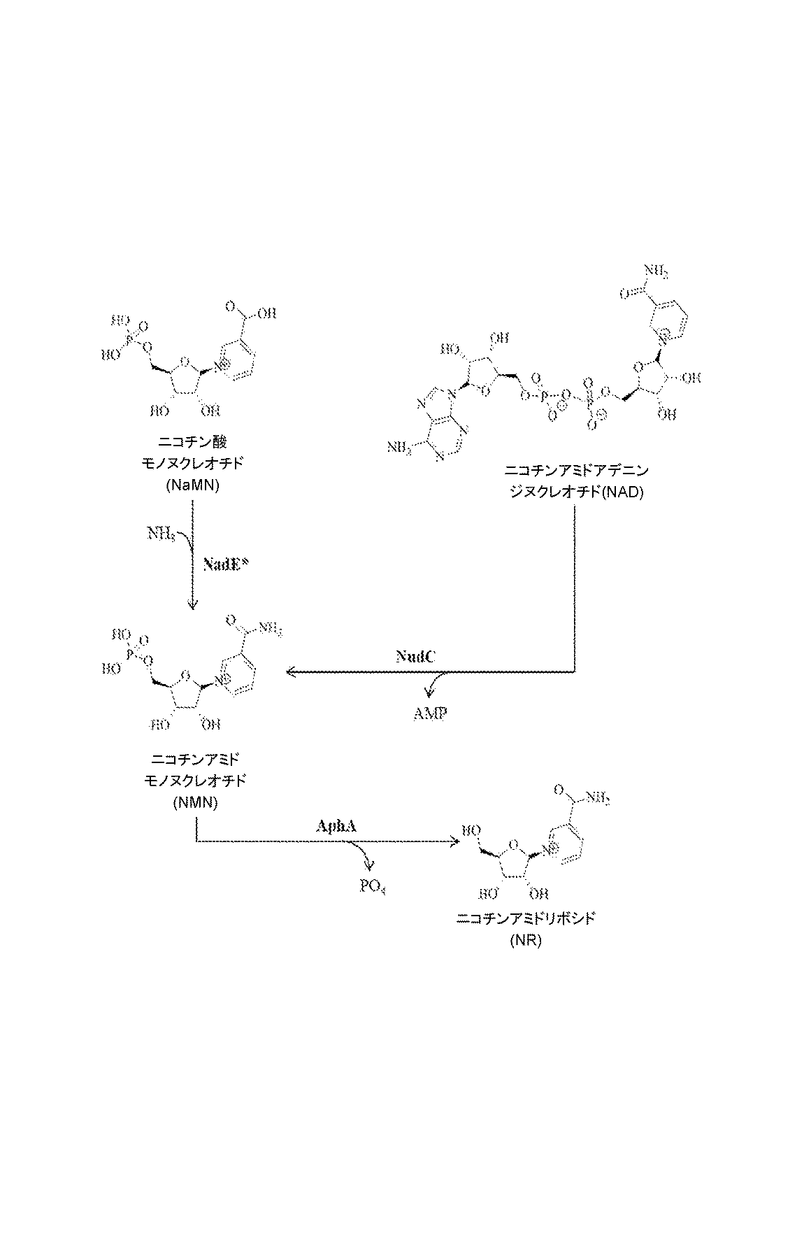 Jpa ニコチンアミドリボシドの微生物生産 Google Patents Jpa ニコチンアミドリボシドの微生物生産 Google Patents