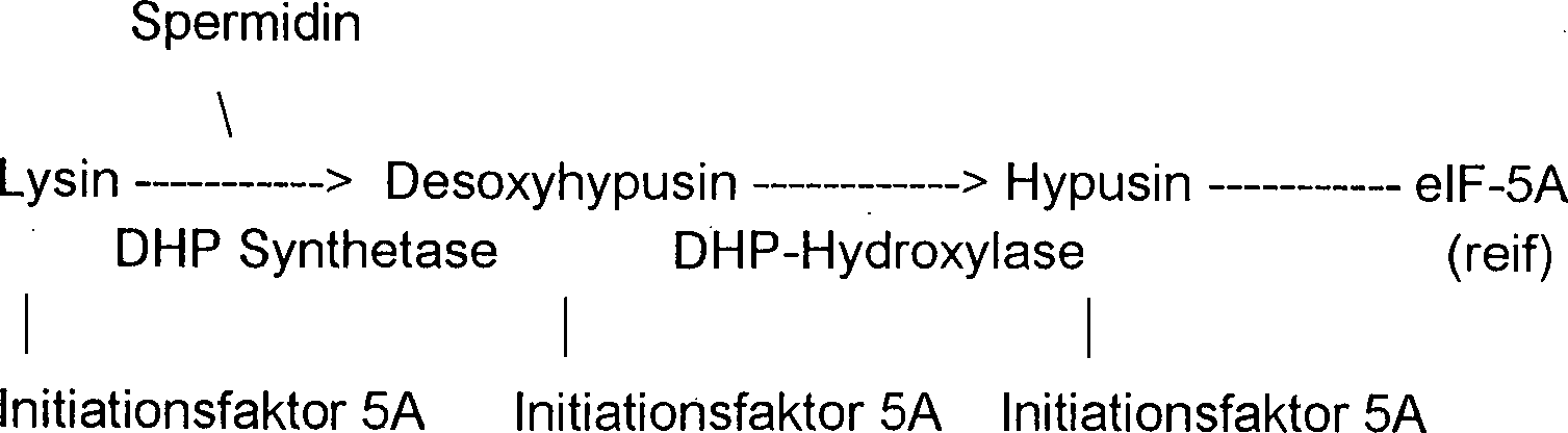 Charakter amphoteres das Protein, um Gewicht zu verlieren