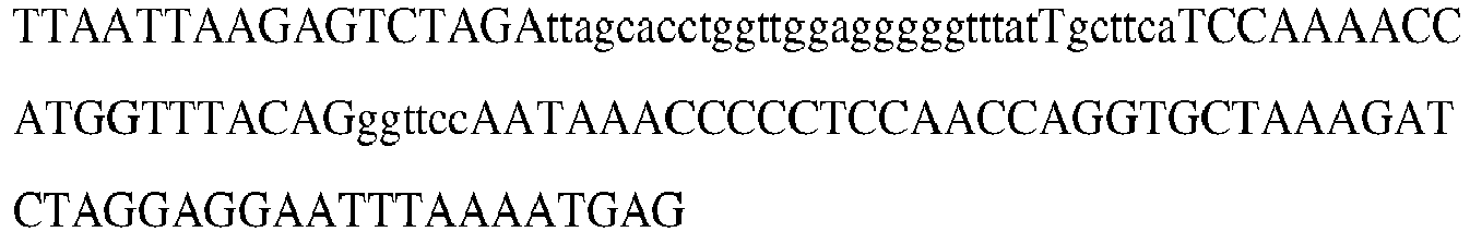Figure imgb0131