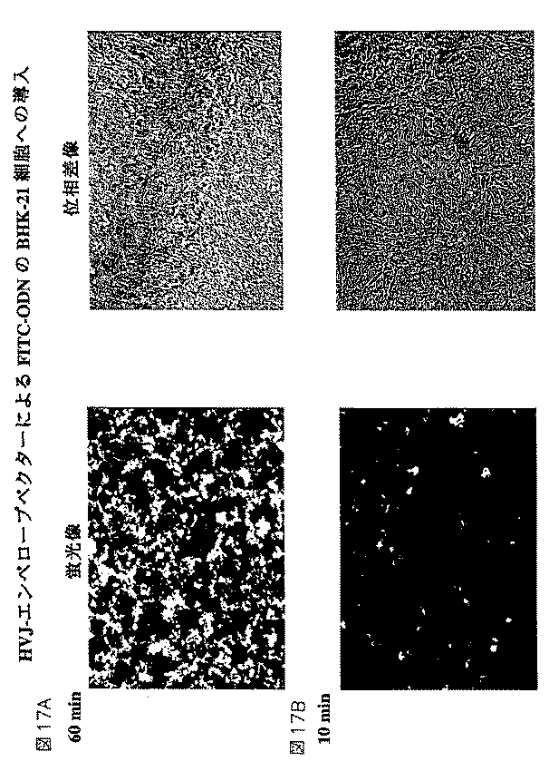 Jpb2 遺伝子導入のためのウイルスエンベロープベクター Google Patents Jpb2 遺伝子導入のためのウイルスエンベロープベクター Google Patents