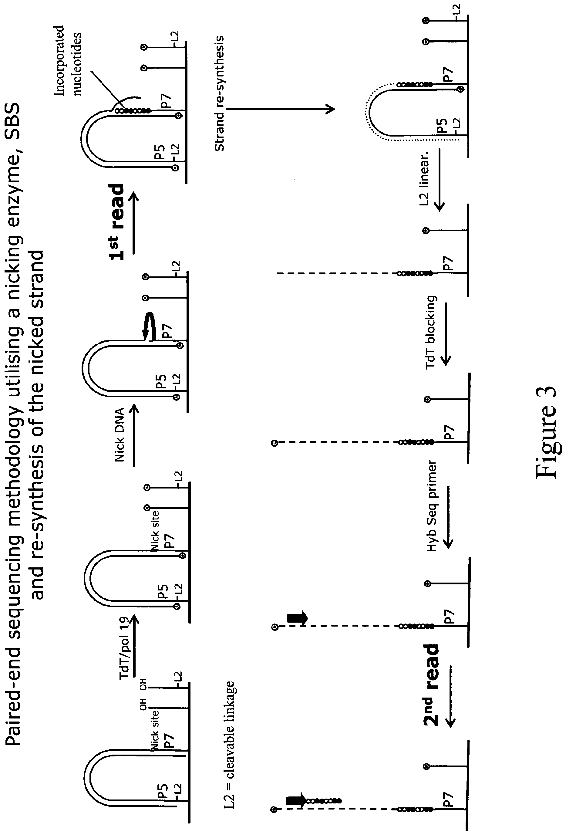 method for sequencing a polynucleotide