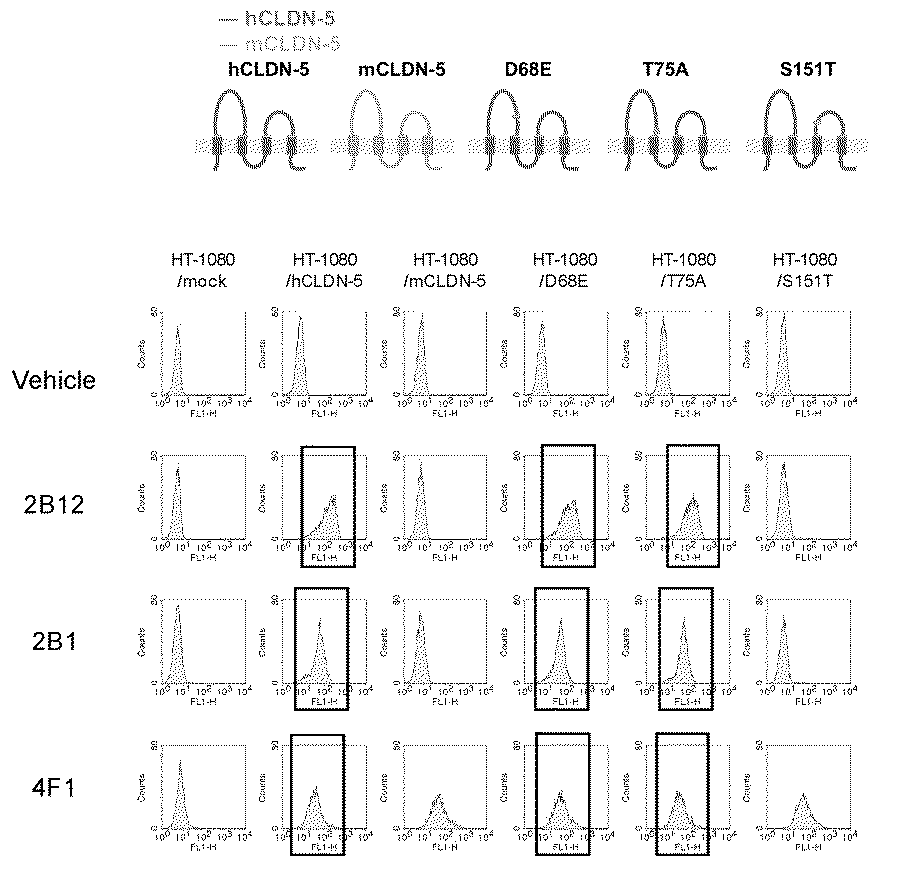 Jpwoa1 Claudin 5 Antibody And Medicament Containing The Antibody Google Patents