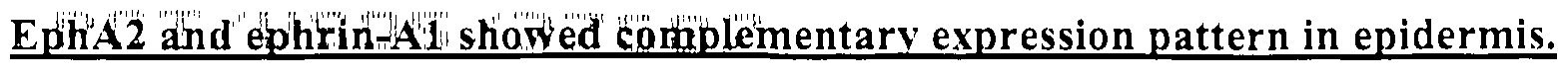 Figure imgf000063_0001