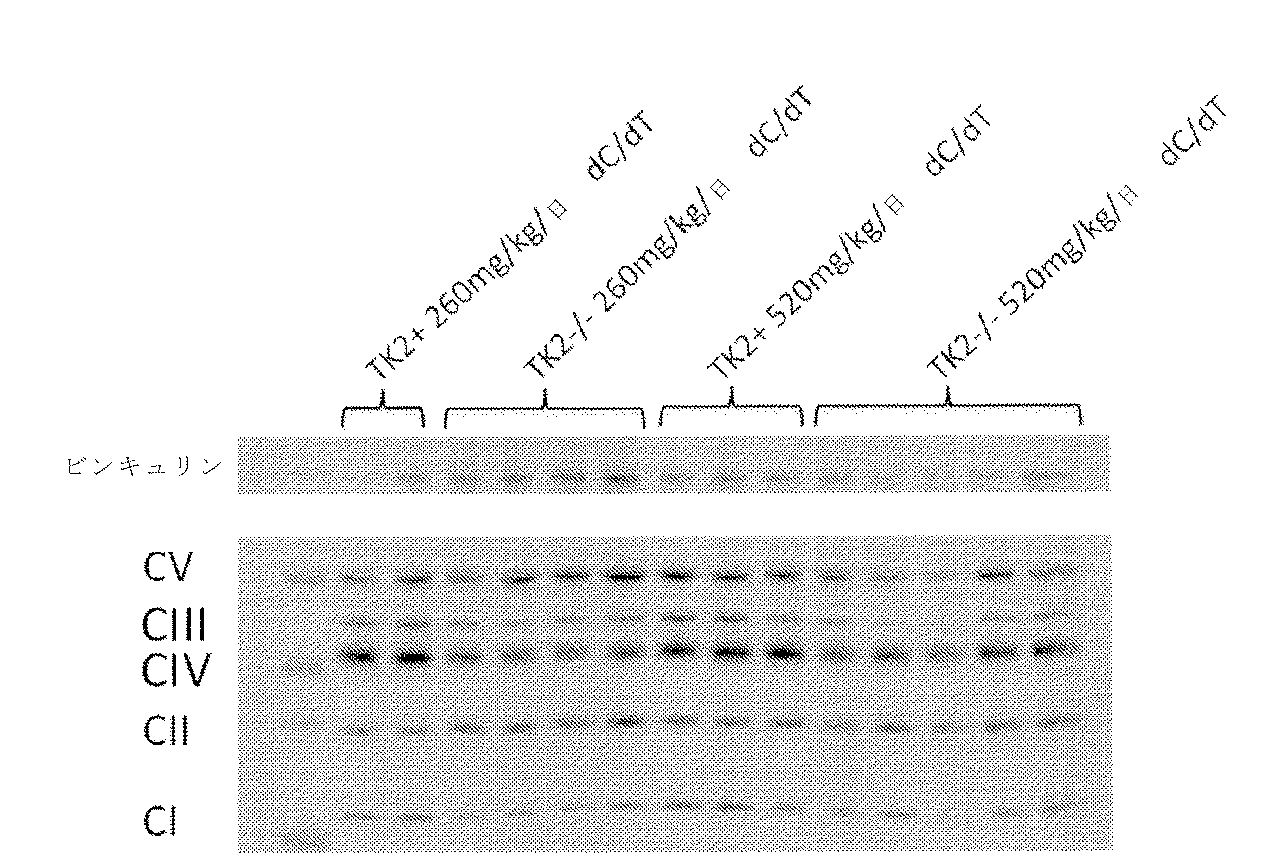 Jpa ミトコンドリアｄｎａ枯渇症候群を含む不均衡なヌクレオチドプールによって引き起こされる疾患のためのデオキシヌクレオシド療法 Google Patents