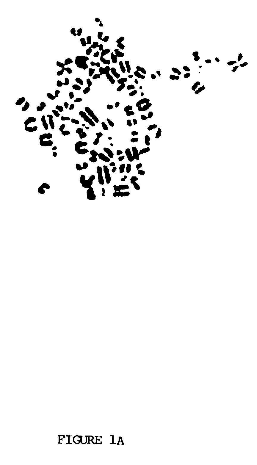 Ep0517815b1 An Igg 1 Human Monoclonal Antibody Reactive With An Hiv 1 Glycoprotein And Method Of Use Google Patents