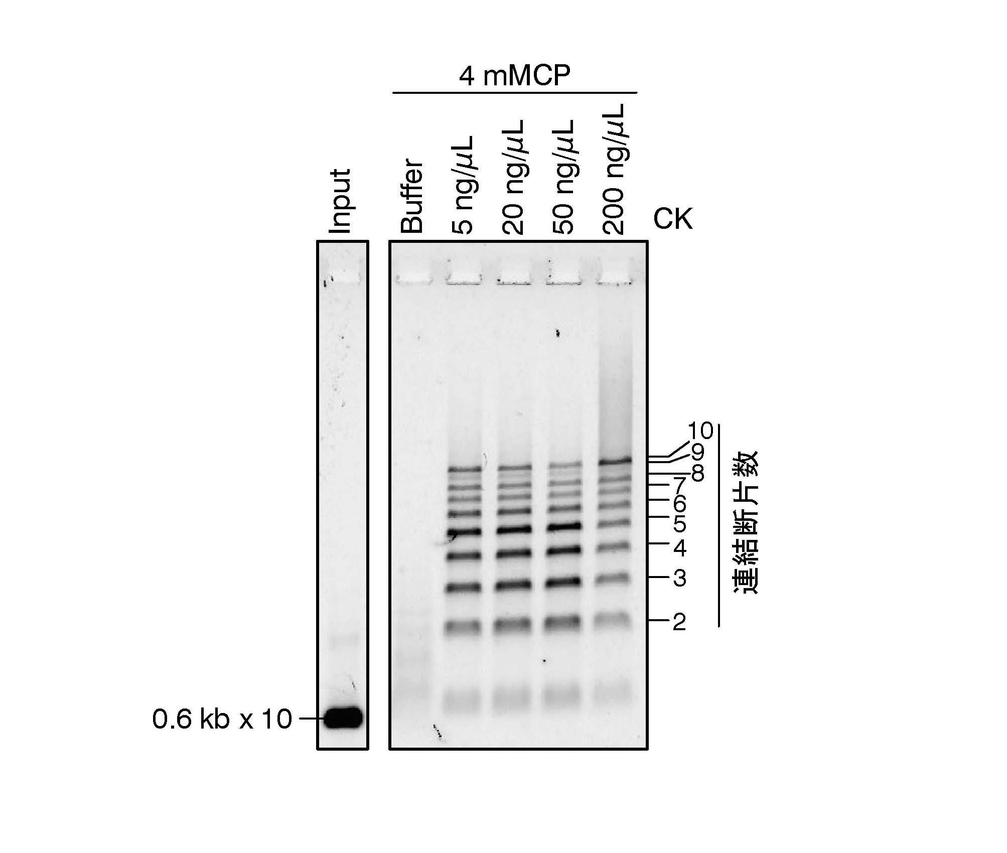 Woa1 Dna Production Method And Dna Fragment Joining Kit Google Patents